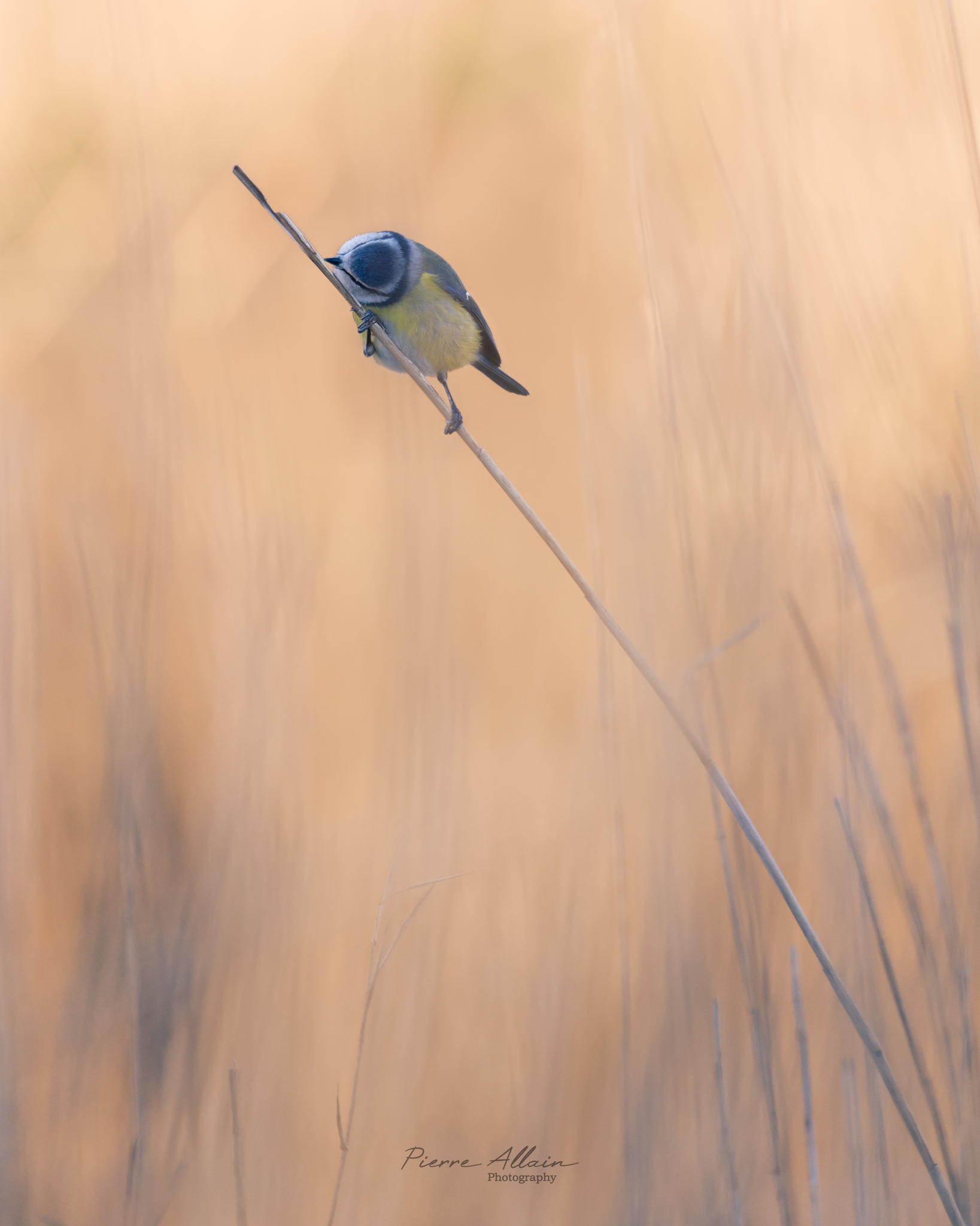 Mésange bleue sur fond de roseaux