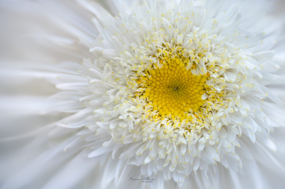 Photographie d'une fleur blanche