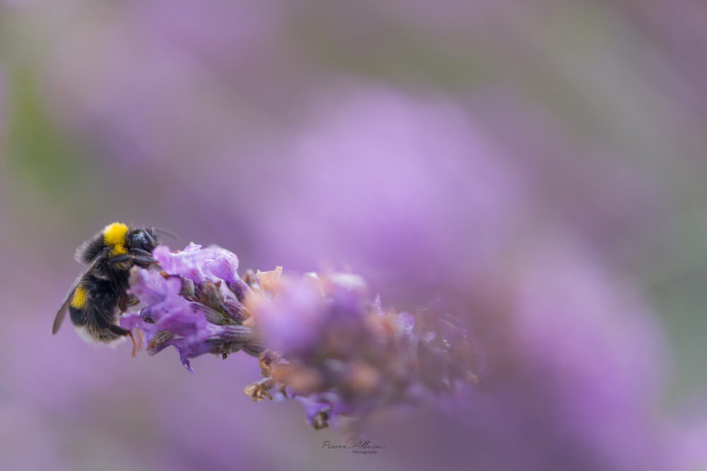 Macrophotographie d'un bourdon sur une fleur de lavande