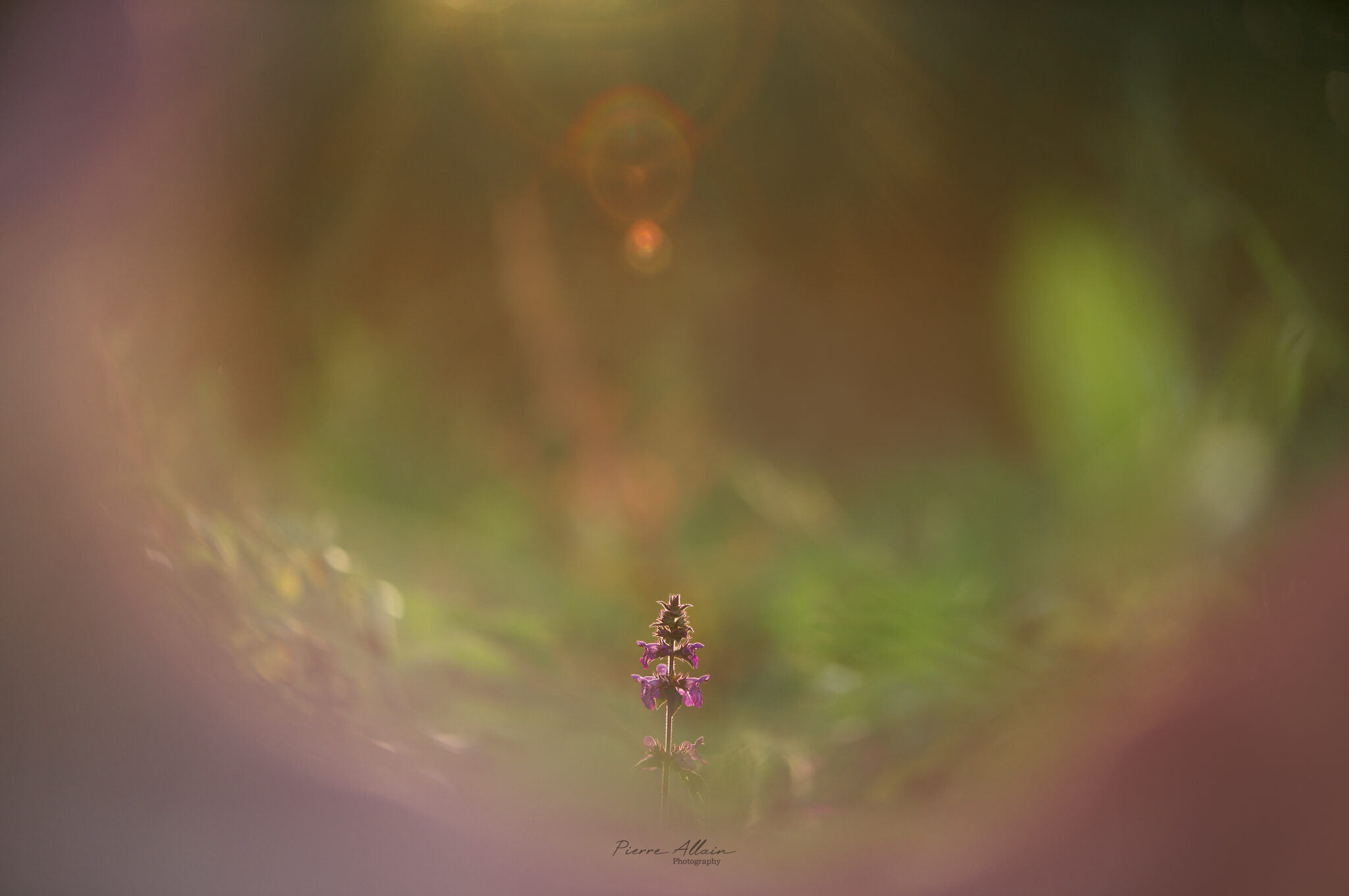 Macrophotographie Fleur avec rayon lumineux