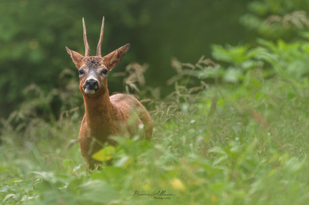 Photographie animalière d'un brocard