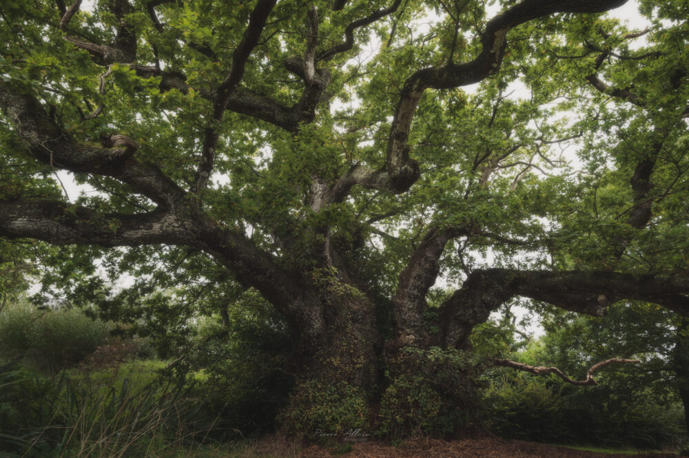 Arbre remarquable Chêne pédonculé Bretagne