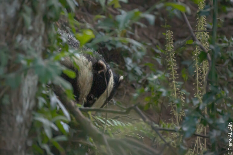 Discreet encounter with a badger in the Brittany forest