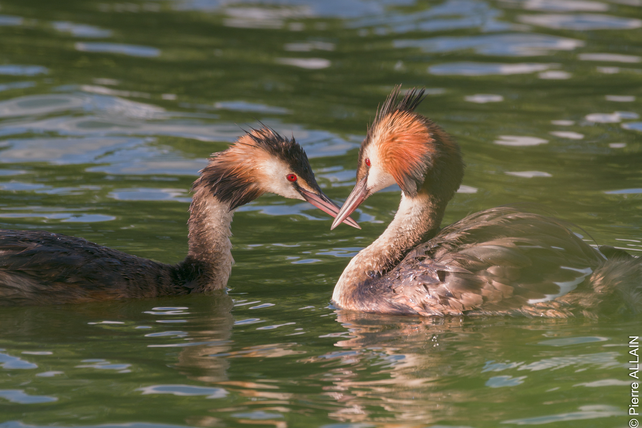 Couple de Grèbes Huppée se faisant face