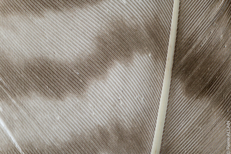 Macro photography Focus stacking of feather