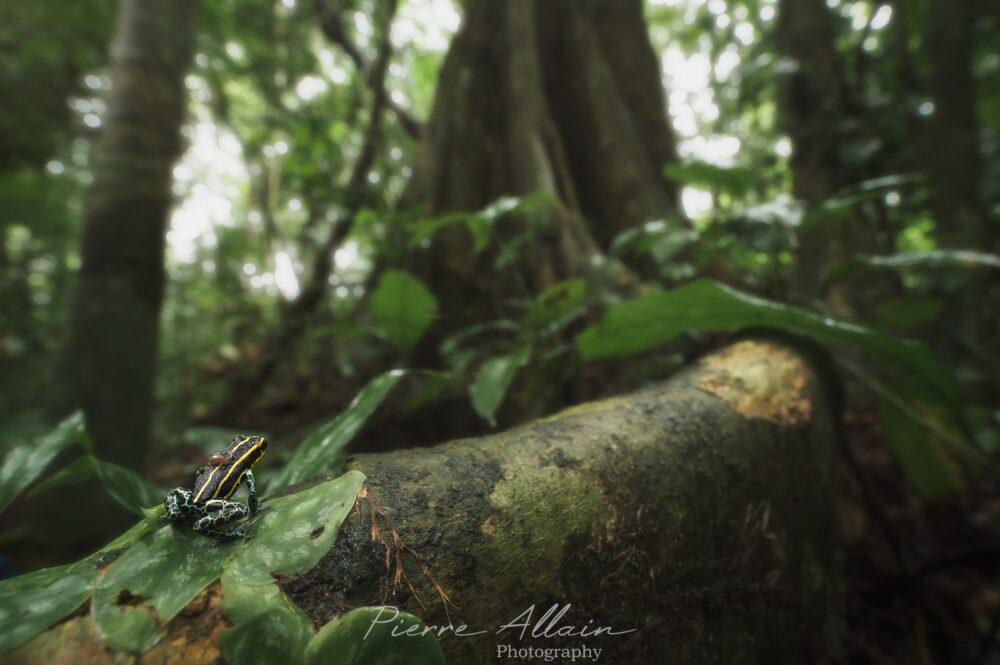 Ranitomeya Imitator Lowland