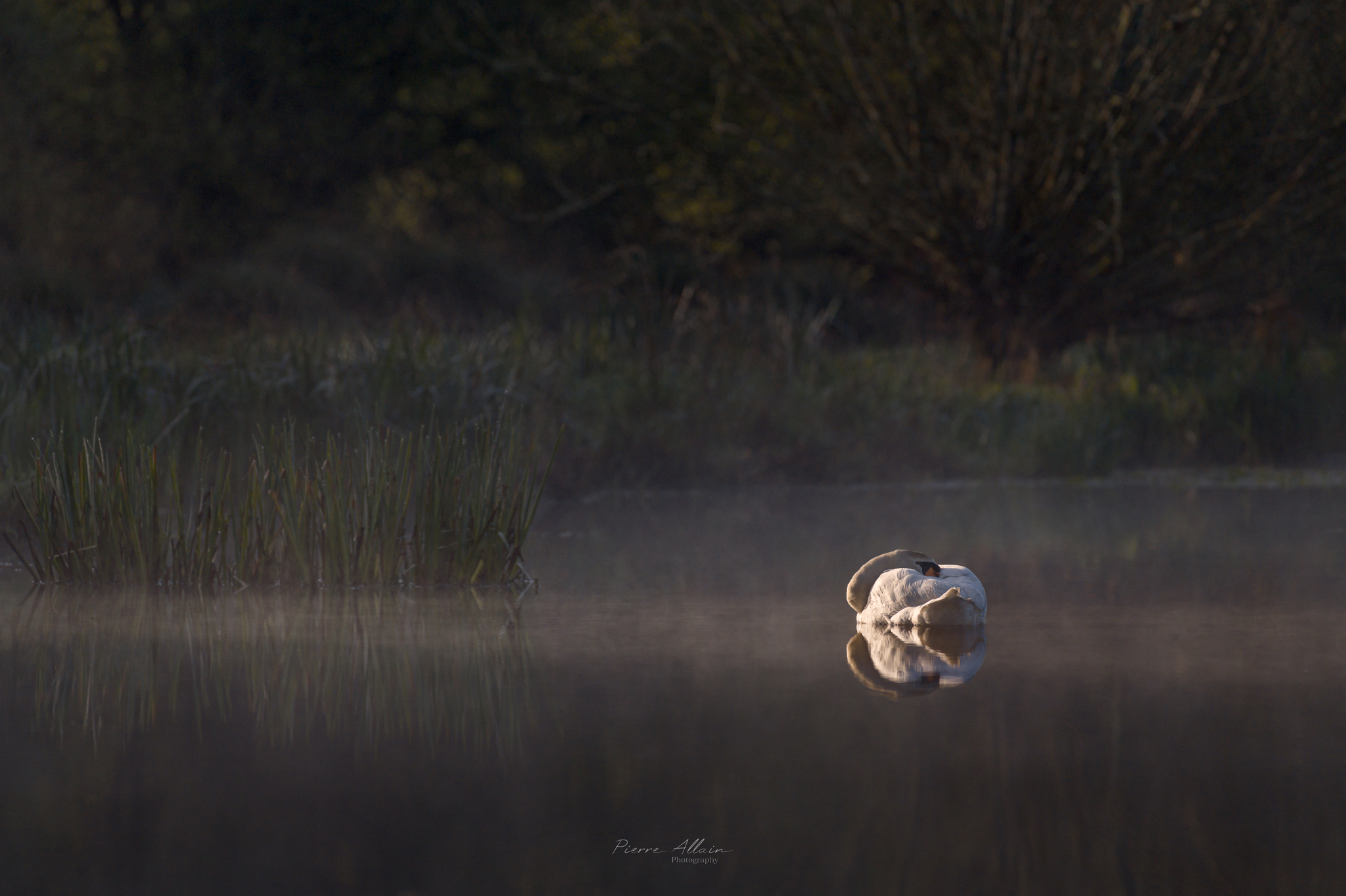 mute swan sleeping on a pond