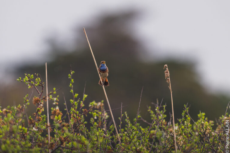 Photographie animalière du Gorgebleue à miroir (Luscinia svecica cyanecula) en Bretagne lors de sa migration
