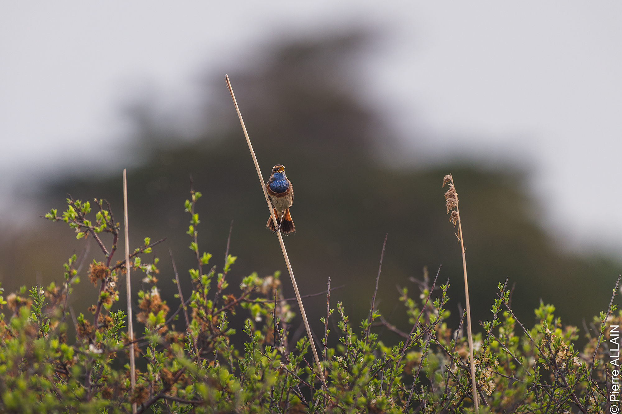 Photographie animalière du Gorgebleue à miroir (Luscinia svecica cyanecula) en Bretagne lors de sa migration