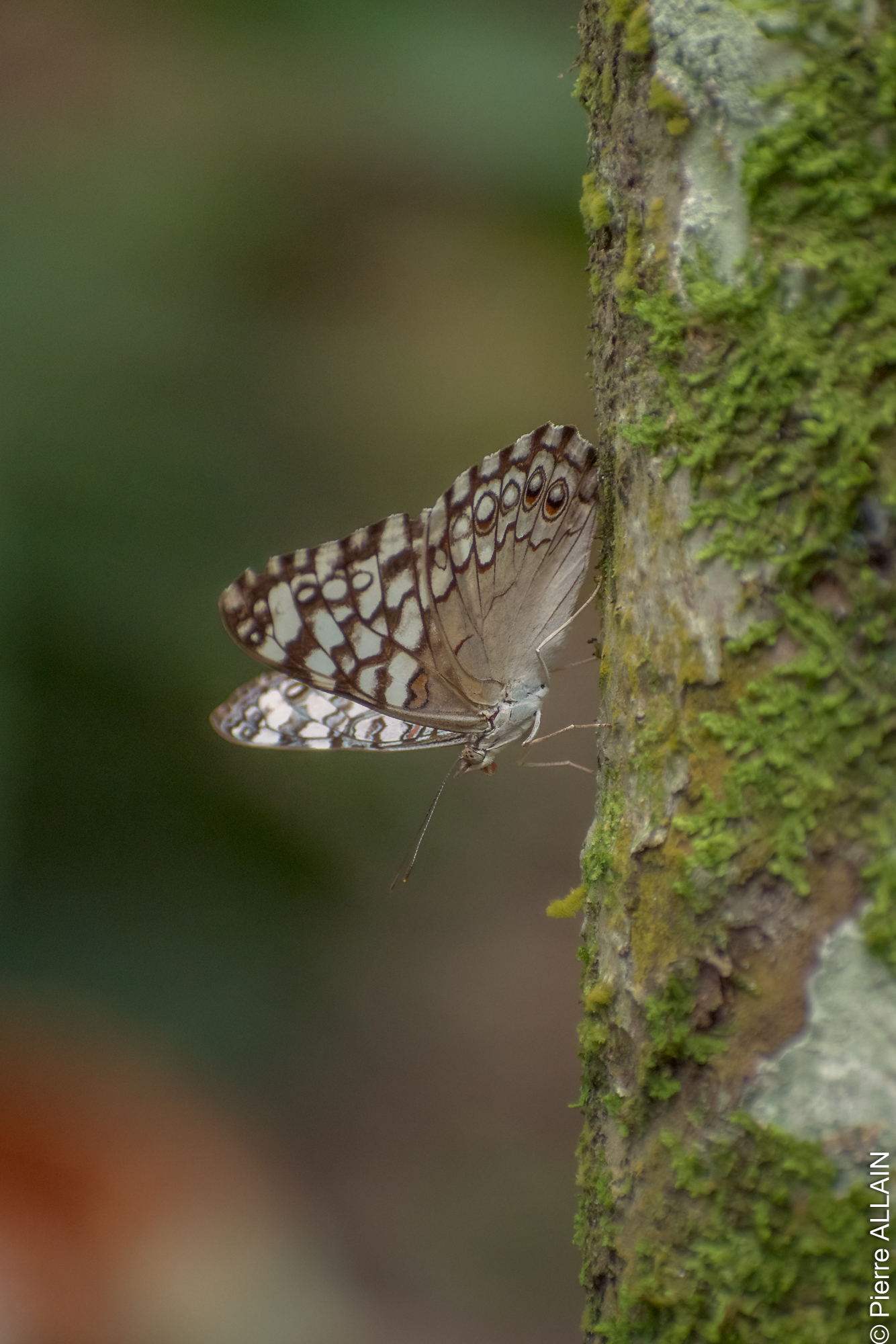 Biodiversidad en su entorno del río Shilcayo (Tarapoto, San Martín, Perú, Amazonía)