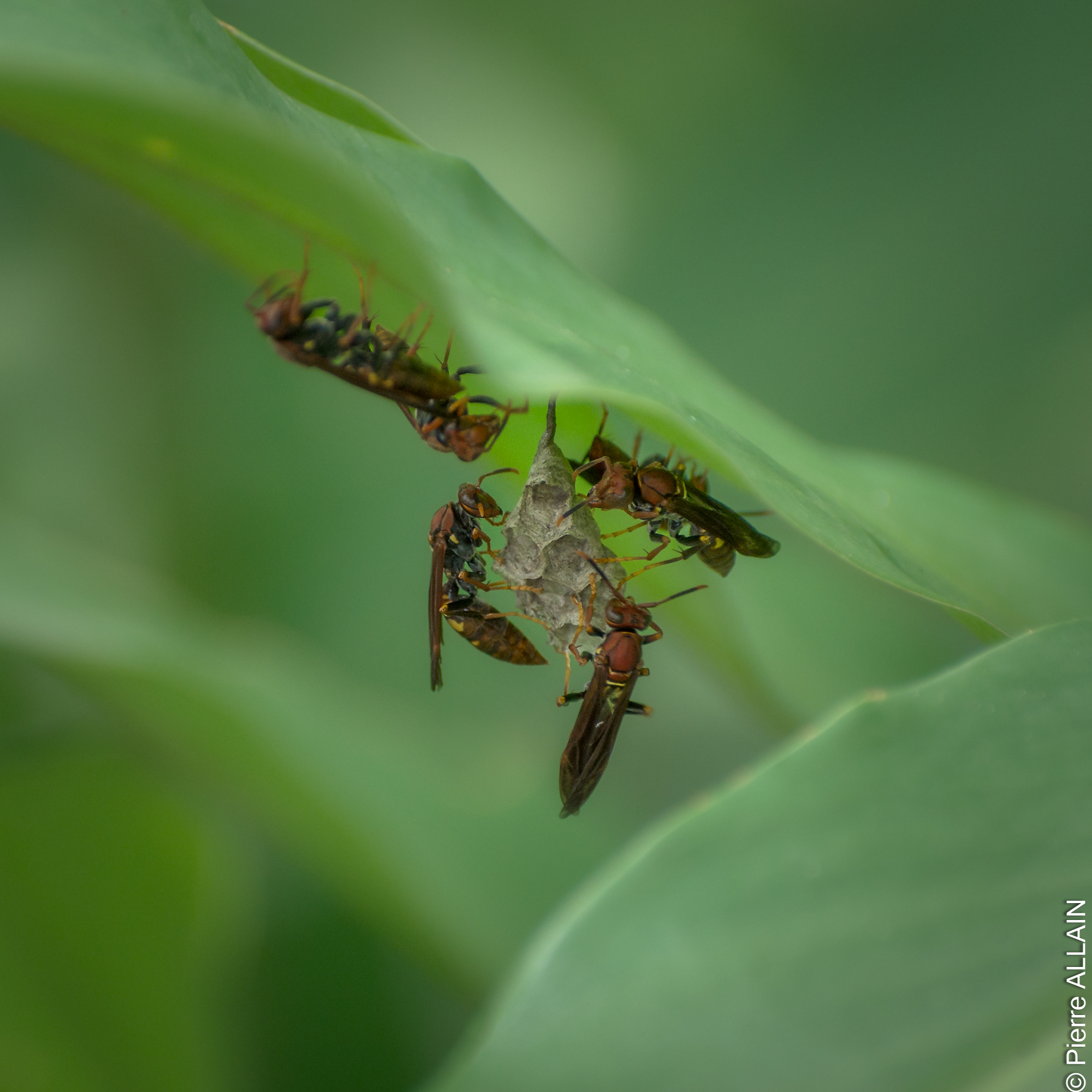 Biodiversidad en su entorno del río Shilcayo (Tarapoto, San Martín, Perú, Amazonía)