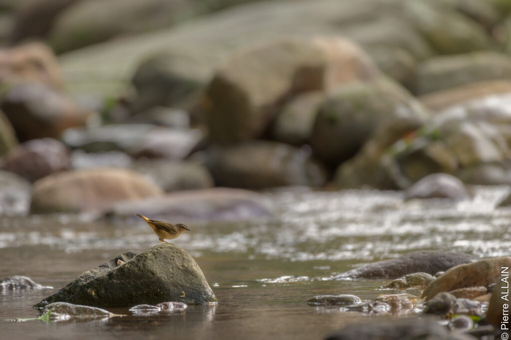 Biodiversity in the Shilcayo River environment (Tarapoto, San Martín, Peru)
