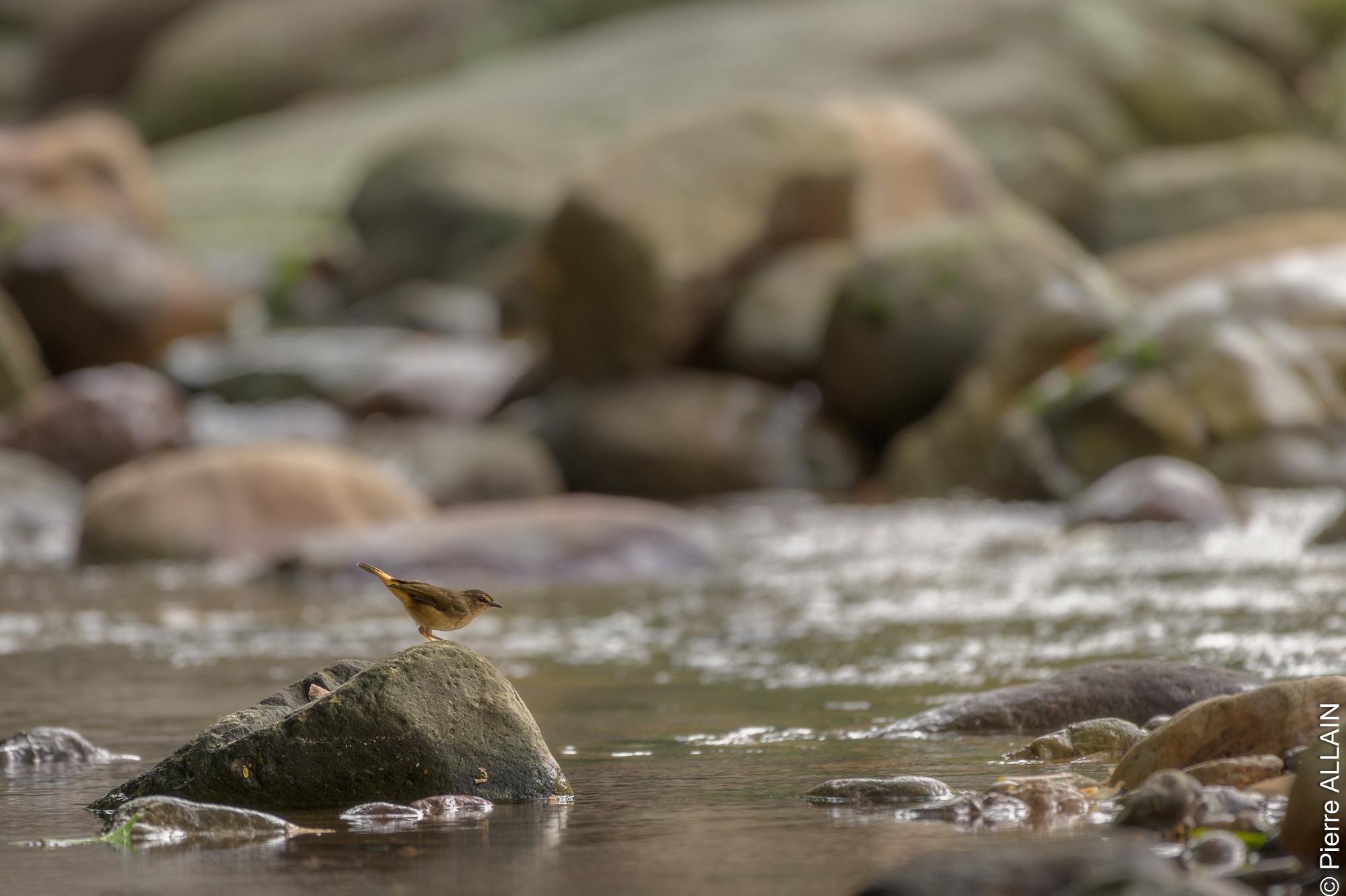 Biodiversity in the Shilcayo River environment (Tarapoto, San Martín, Peru)