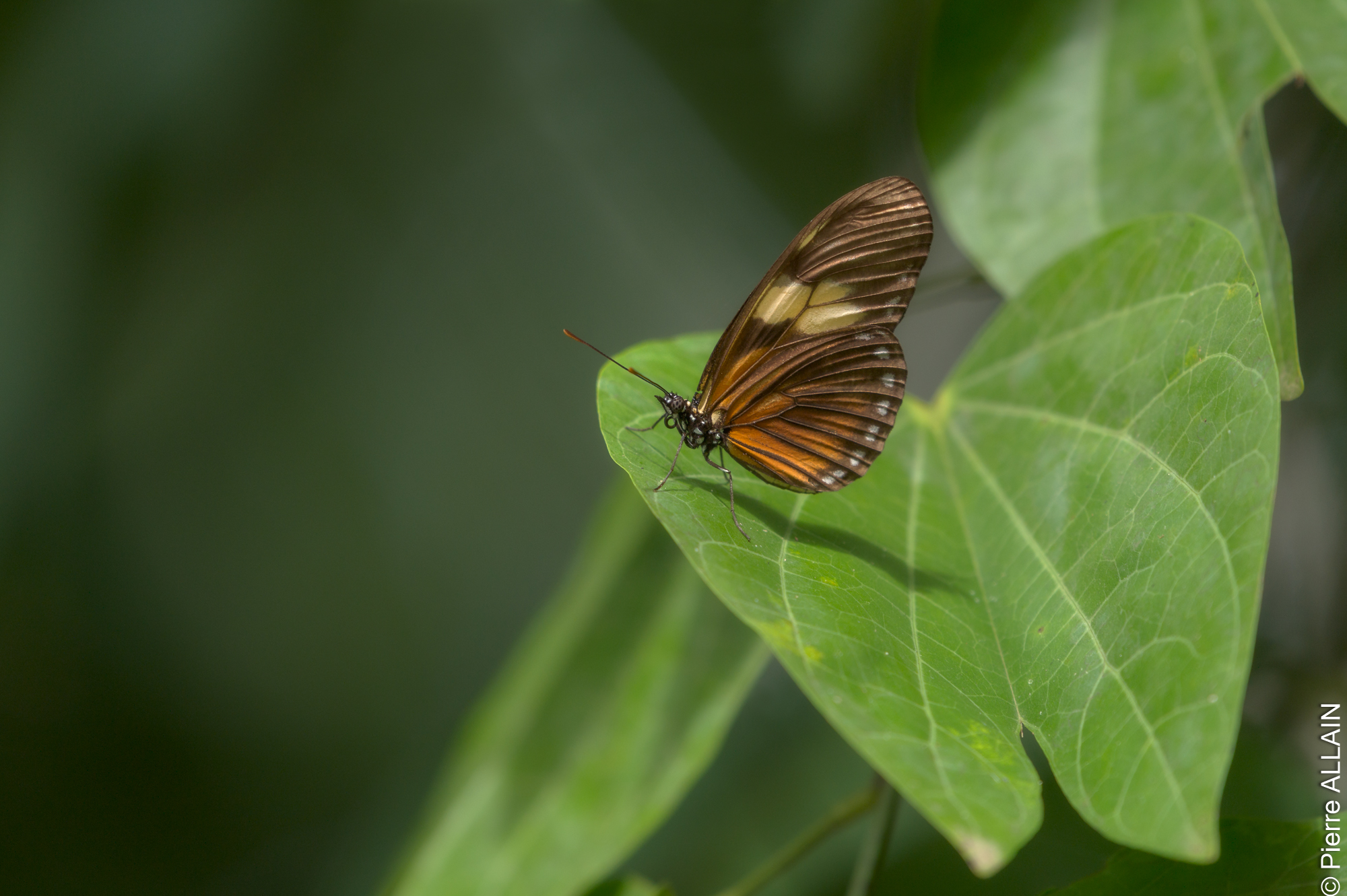 Biodiversidad en su entorno del río Shilcayo (Tarapoto, San Martín, Perú, Amazonía)