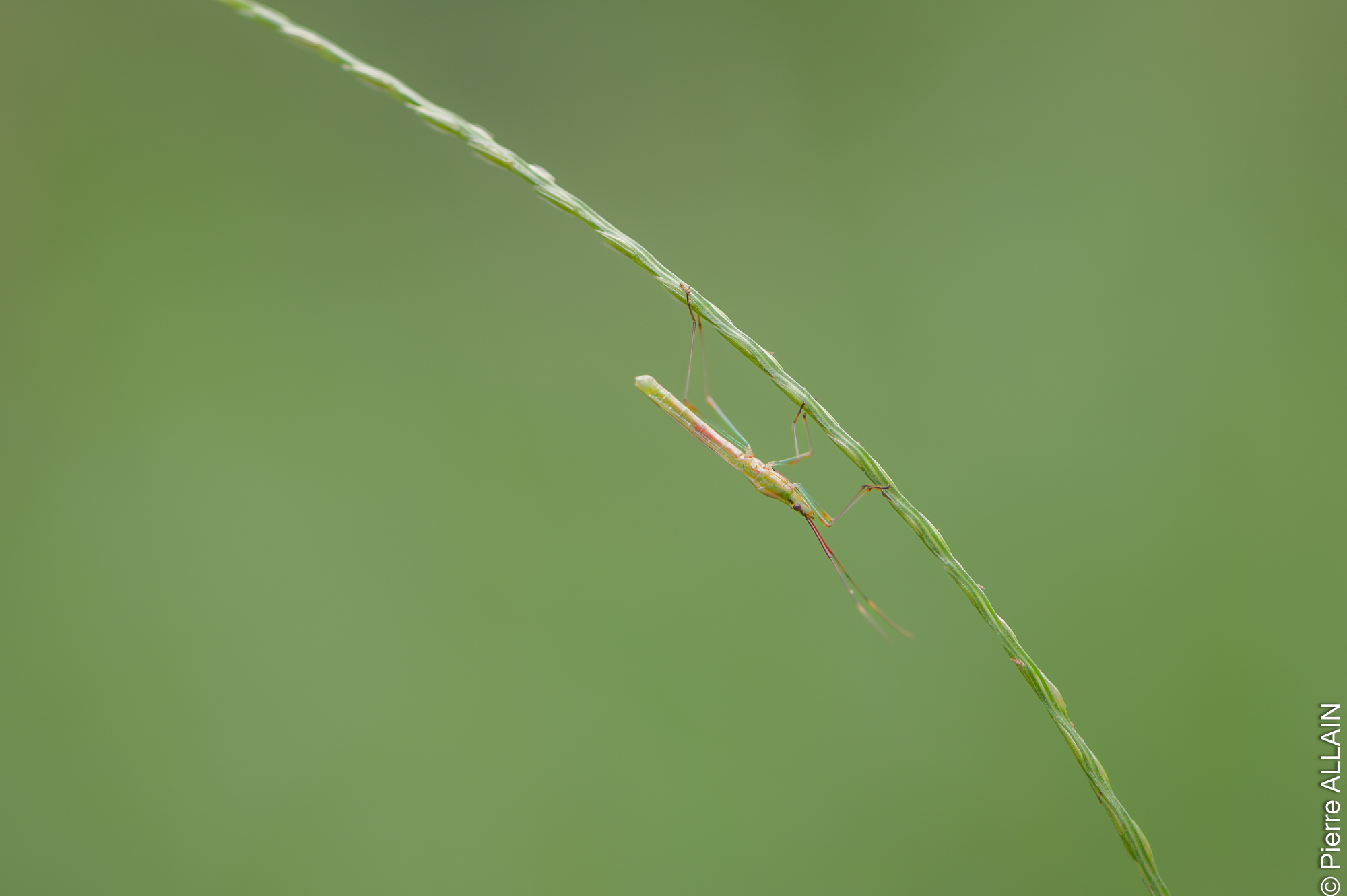 Biodiversité dans son environnement de la Rio Shilcayo (Tarapoto, San Martin, Pérou, Amazonie)
