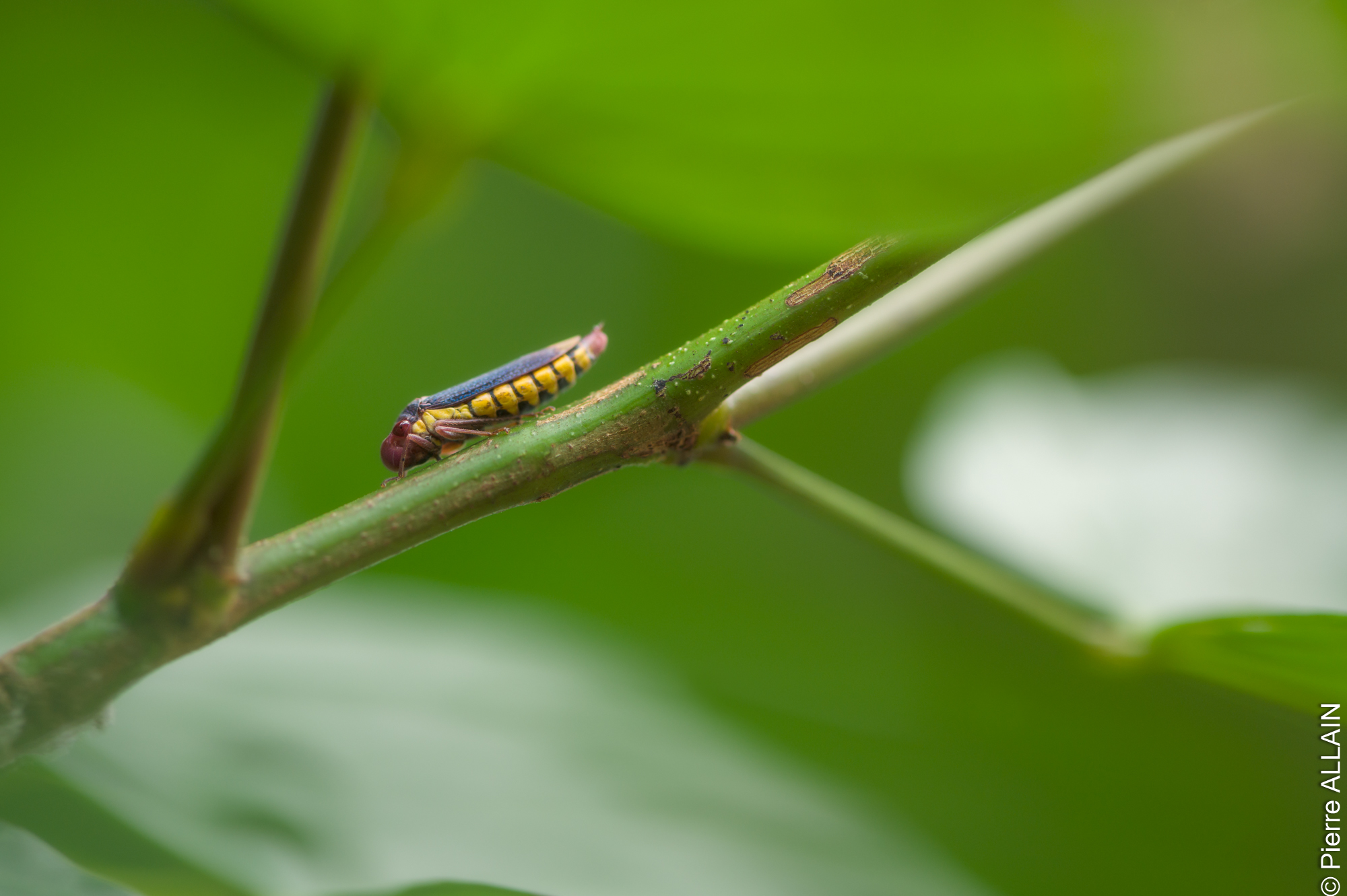 Biodiversidad en su entorno del río Shilcayo (Tarapoto, San Martín, Perú, Amazonía)