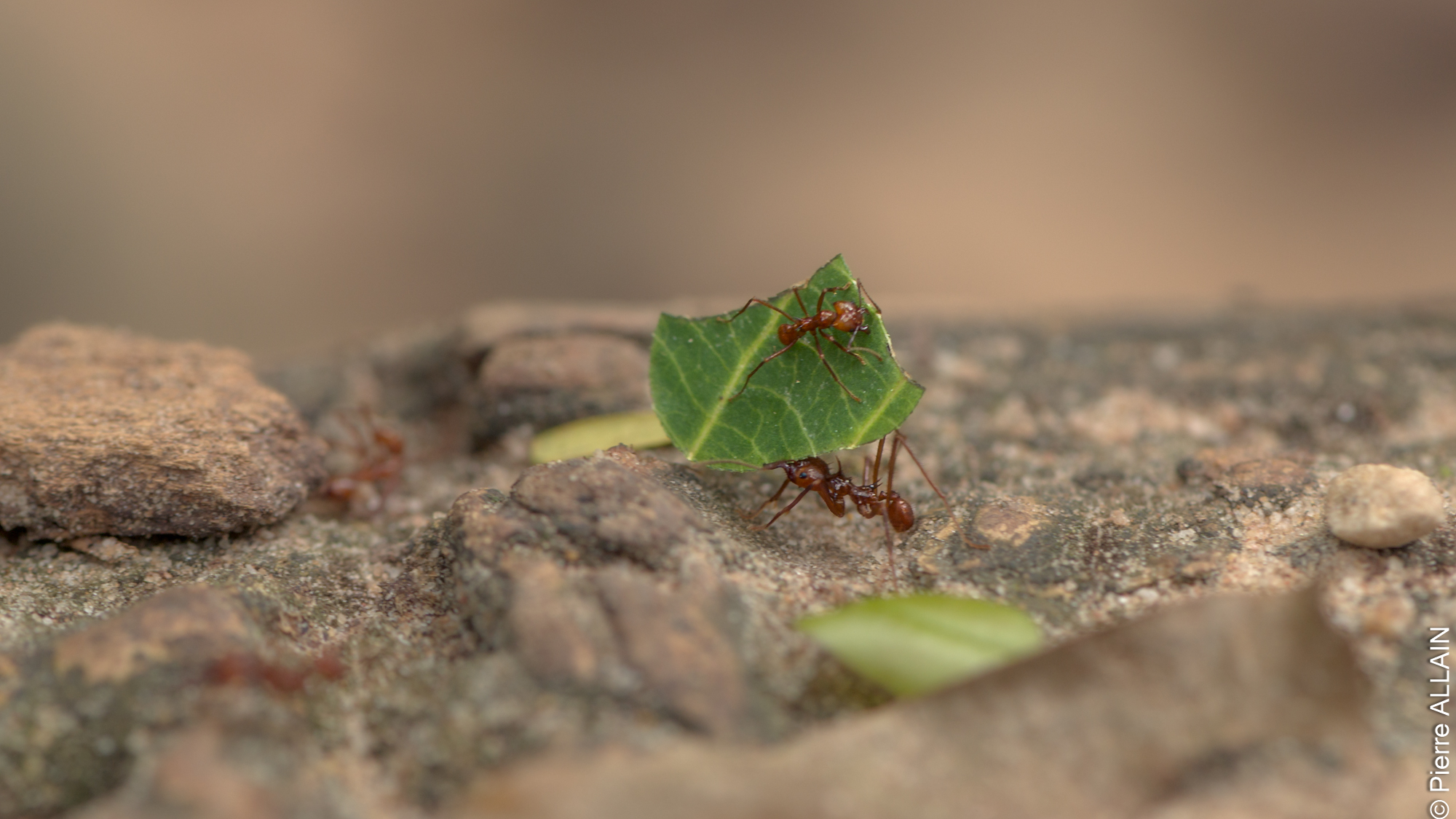 Biodiversité dans son environnement de la Rio Shilcayo (Tarapoto, San Martin, Pérou, Amazonie)