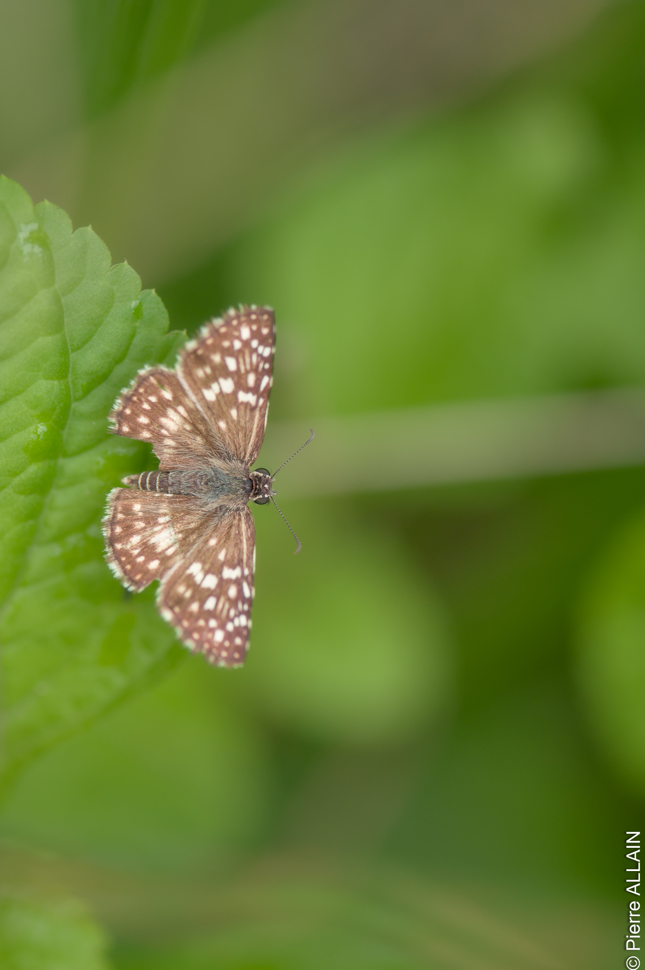 Biodiversity in its environment of the Rio Shilcayo (Tarapoto, San Martin, Peru, Amazon)