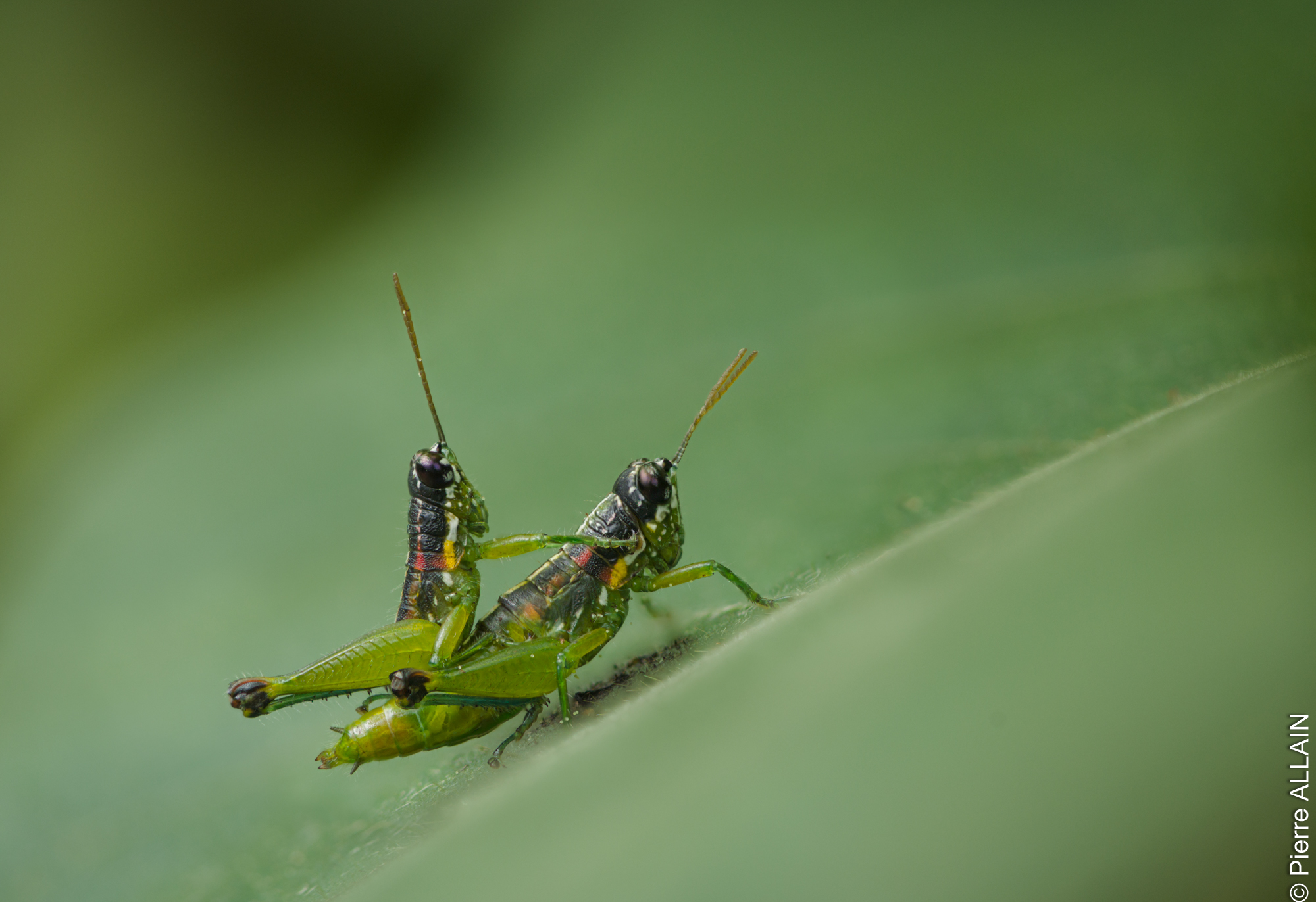 Biodiversité dans son environnement de la Rio Shilcayo (Tarapoto, San Martin, Pérou, Amazonie)
