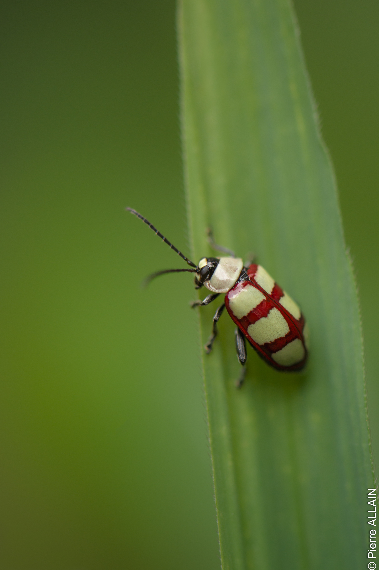 Biodiversidad en su entorno del río Shilcayo (Tarapoto, San Martín, Perú, Amazonía)