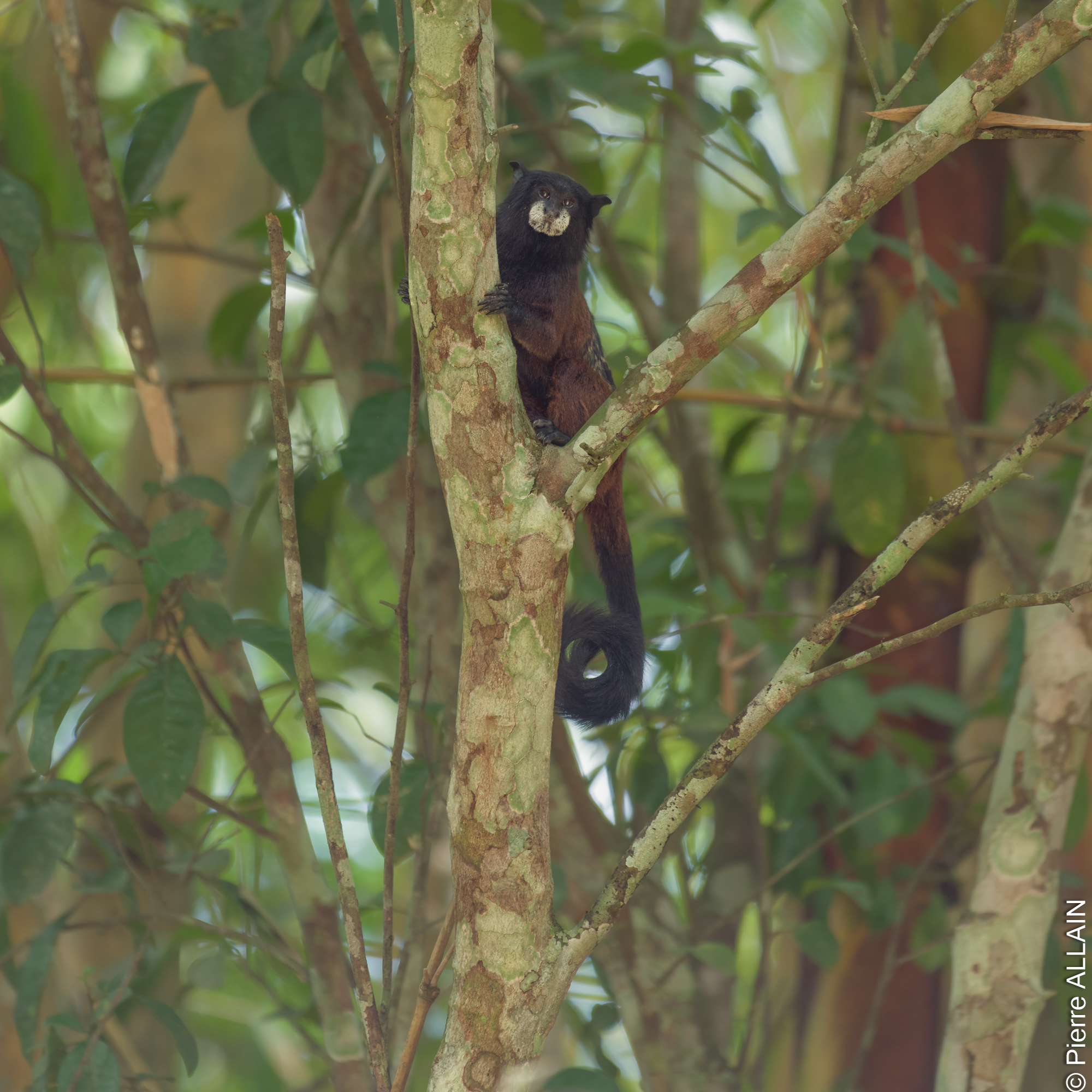 Biodiversity in its environment of the Rio Shilcayo (Tarapoto, San Martin, Peru, Amazon)