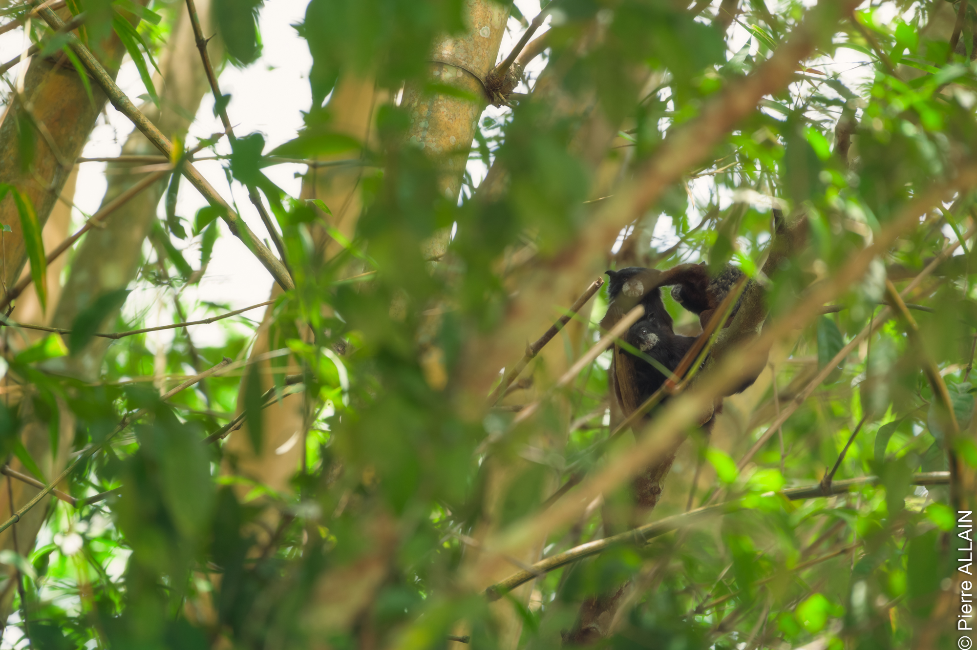 Biodiversity in its environment of the Rio Shilcayo (Tarapoto, San Martin, Peru, Amazon)