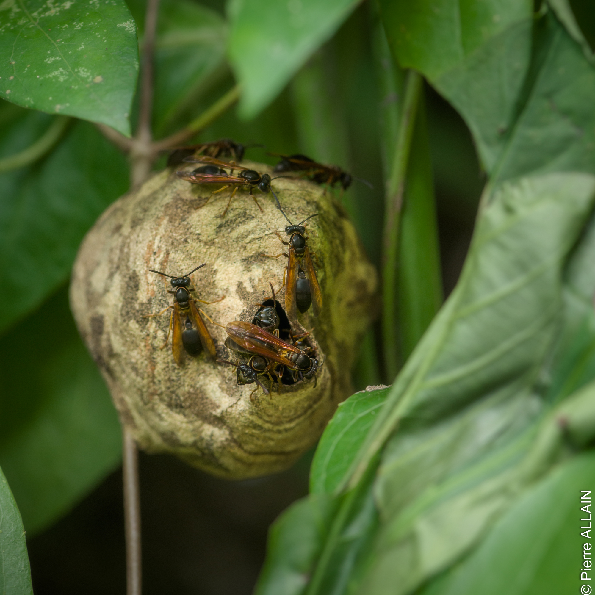 Biodiversité dans son environnement de la Rio Shilcayo (Tarapoto, San Martin, Pérou, Amazonie)