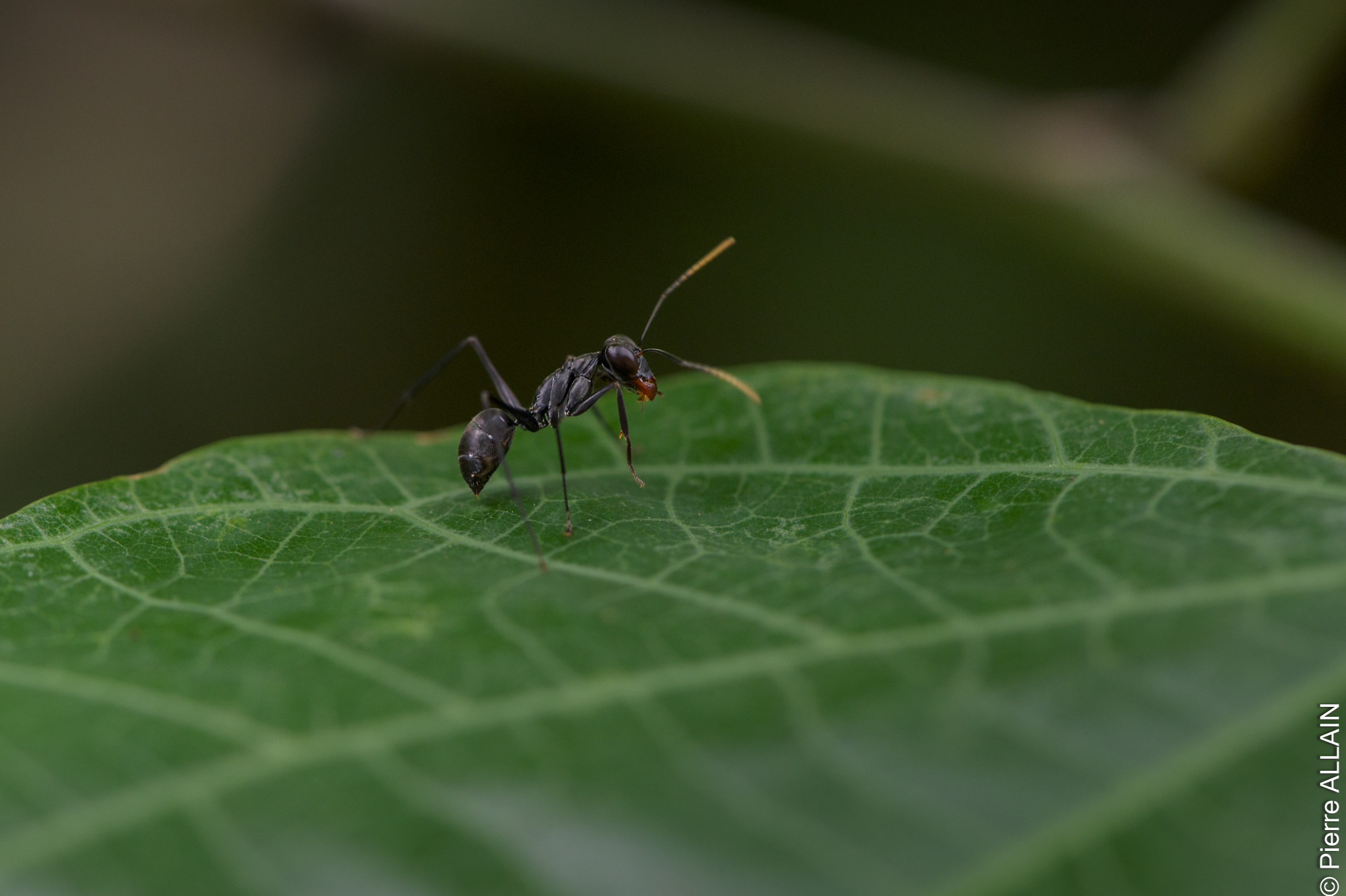 Biodiversity in its environment of the Rio Shilcayo (Tarapoto, San Martin, Peru, Amazon)