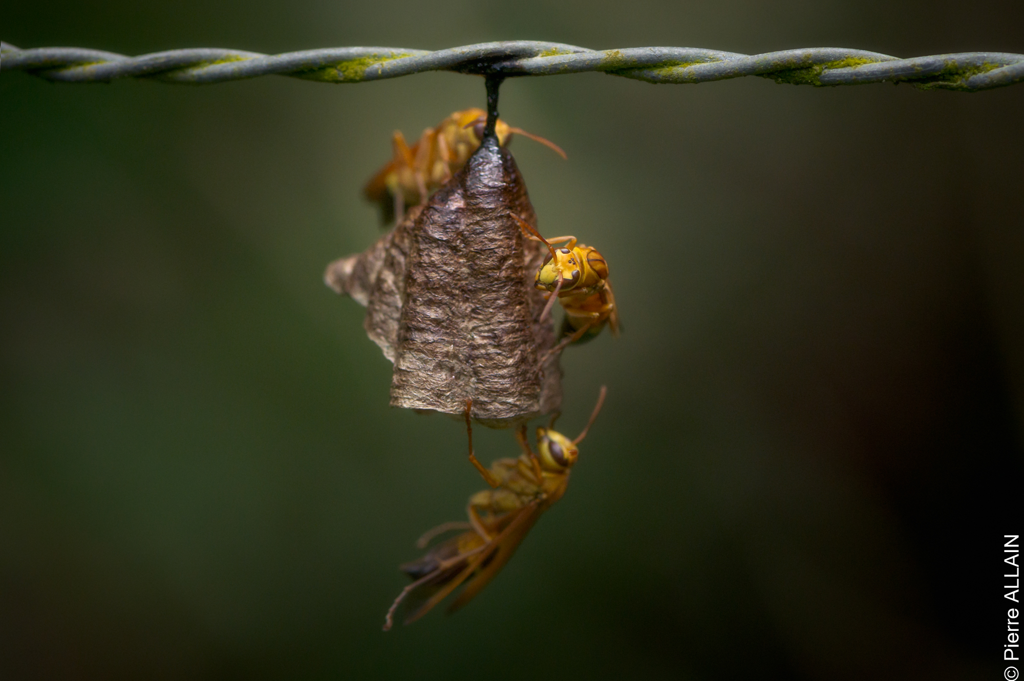 Biodiversidad en su entorno del río Shilcayo (Tarapoto, San Martín, Perú, Amazonía)