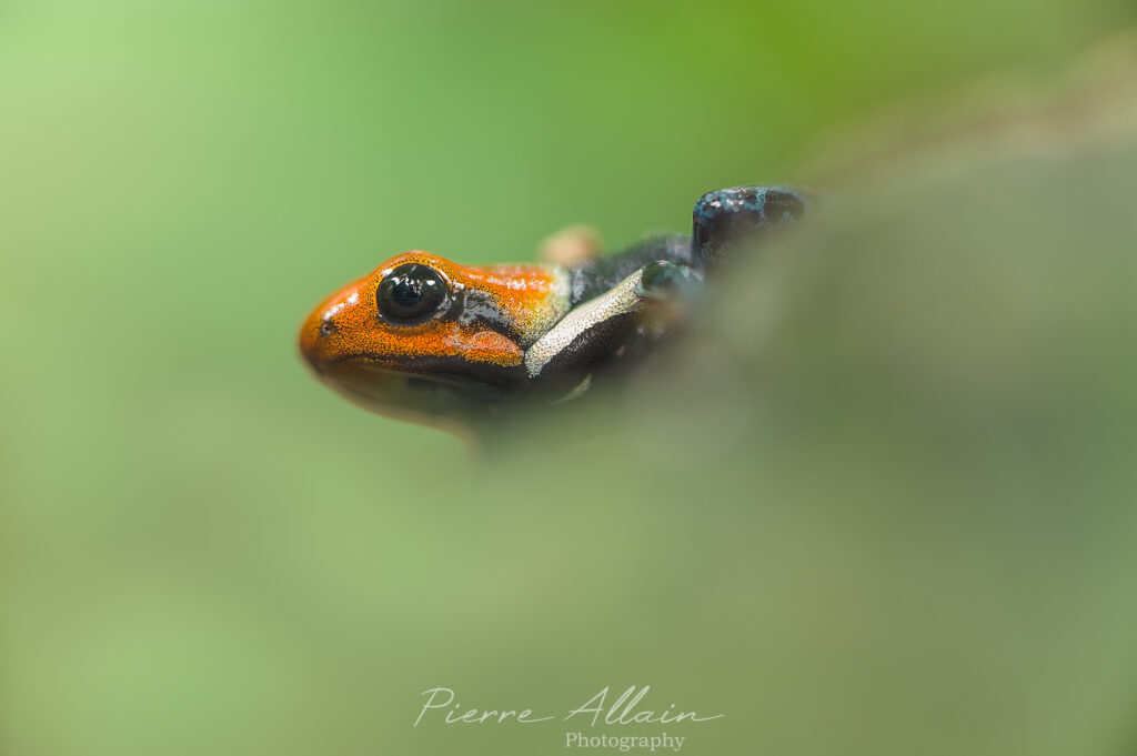 Macrophotographie biodiversité amphibiens dendrobate amazonie-cordillère des andes (Tarapoto, San Martin, Peru)