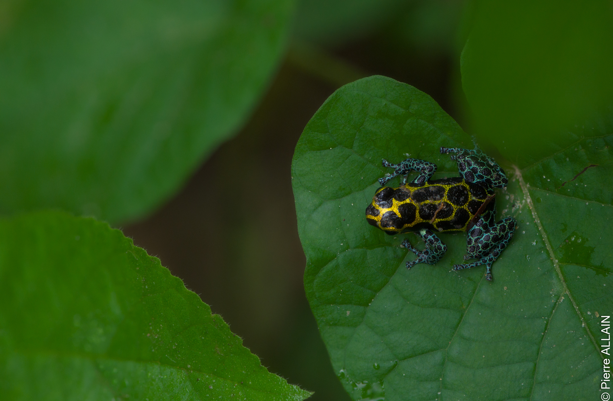 Biodiversidad en su entorno del río Shilcayo (Tarapoto, San Martín, Perú, Amazonía)