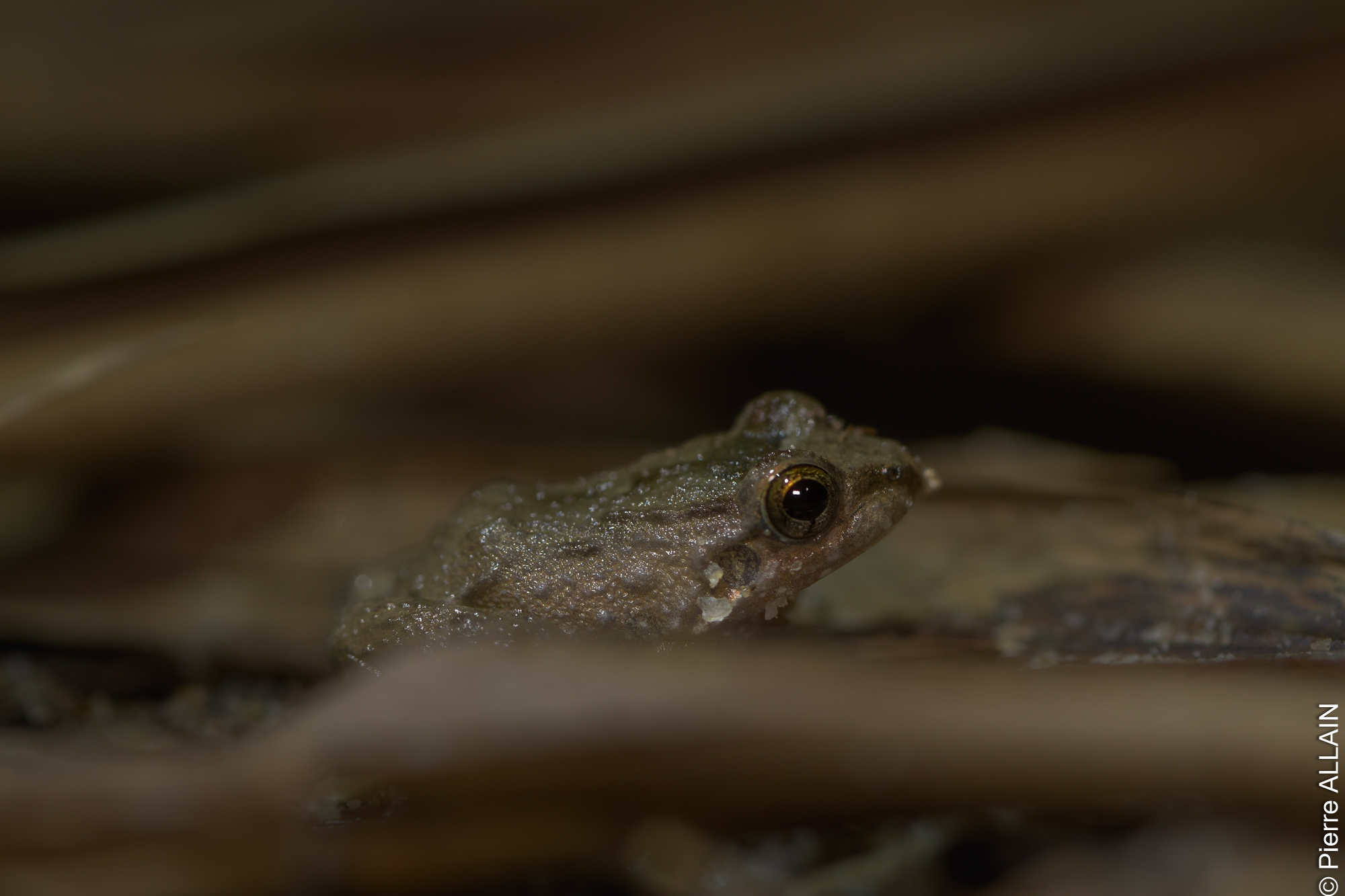 Biodiversity in its Rio Shilcayo environment (Tarapoto, San Martin, Peru, Amazon at night)