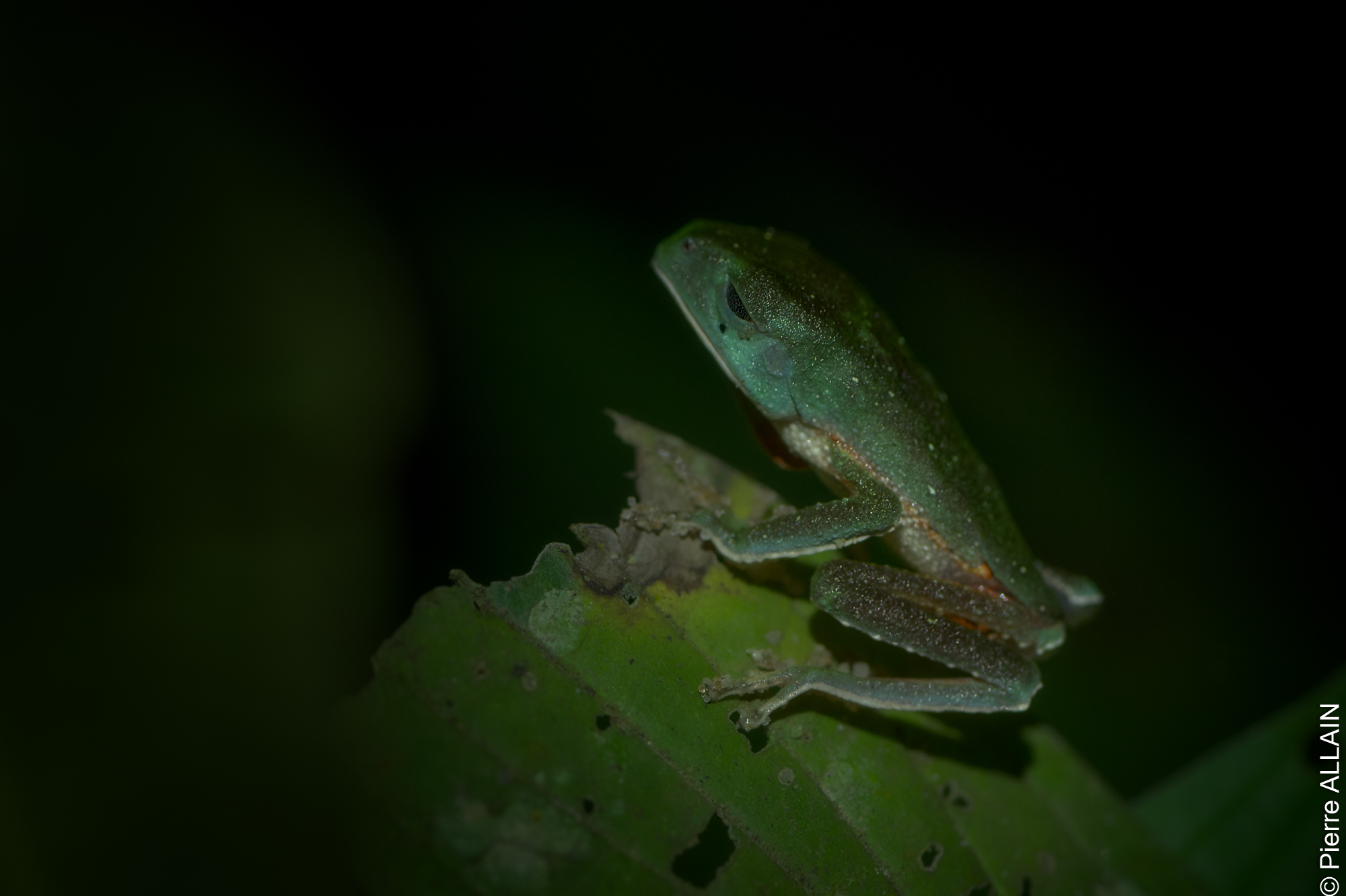 Biodiversité dans son environnement de la Rio Shilcayo (Tarapoto, San Martin, Pérou, Amazonie de nuit)