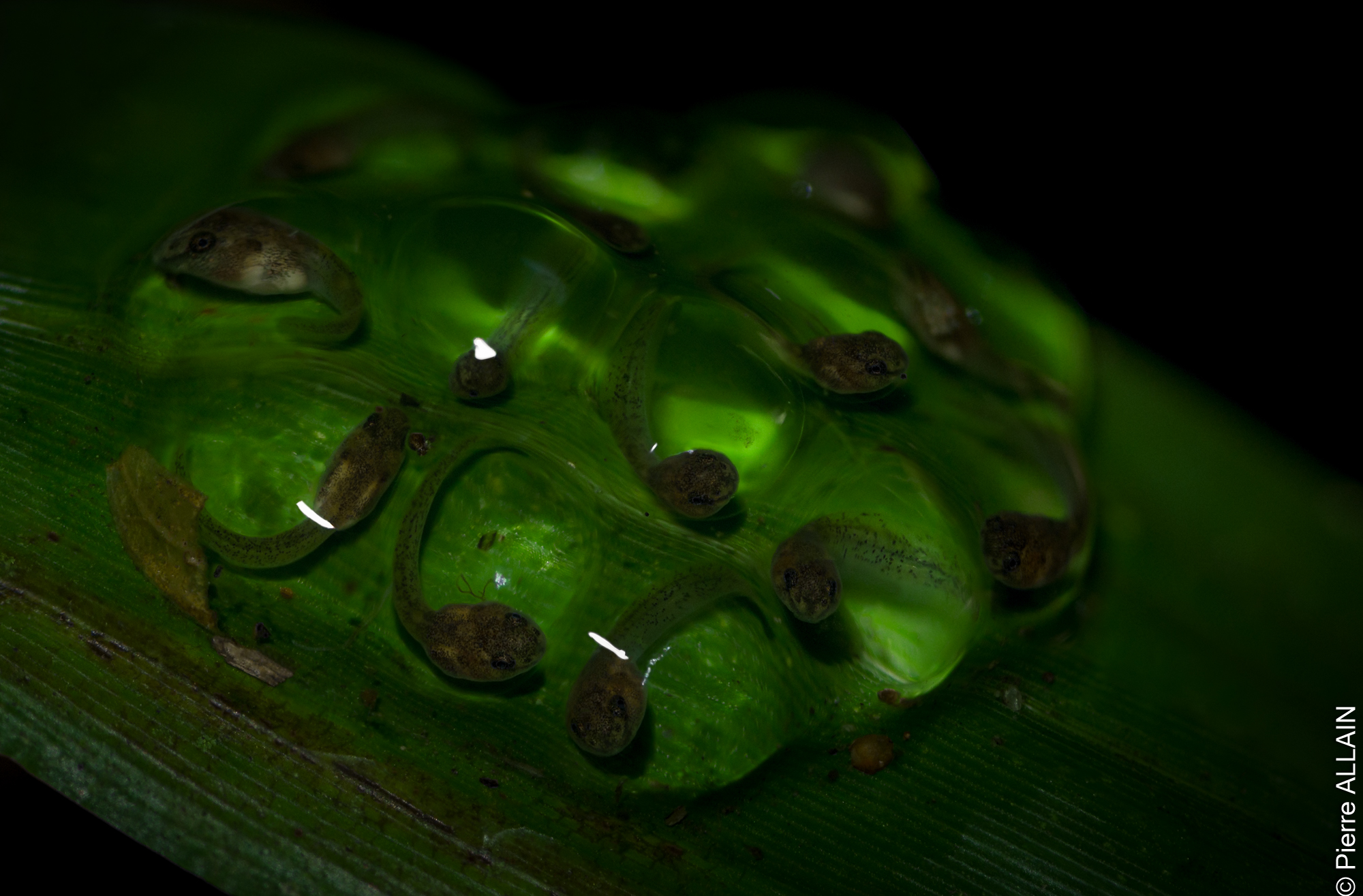 Biodiversidad en su entorno del río Shilcayo (Tarapoto, San Martín, Perú, Amazonía nocturna)