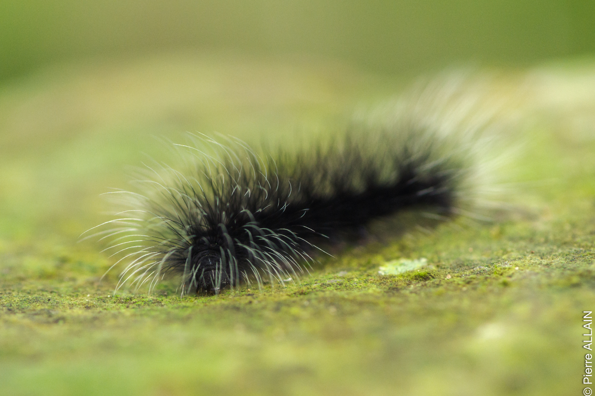 Biodiversity in its environment of the Rio Shilcayo (Tarapoto, San Martin, Peru, Amazon)