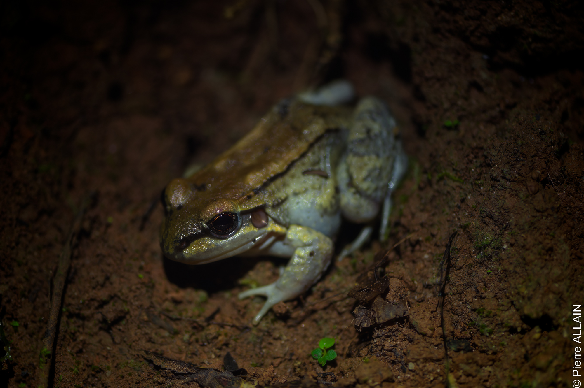 Biodiversidad en su entorno del río Shilcayo (Tarapoto, San Martín, Perú, Amazonía nocturna)