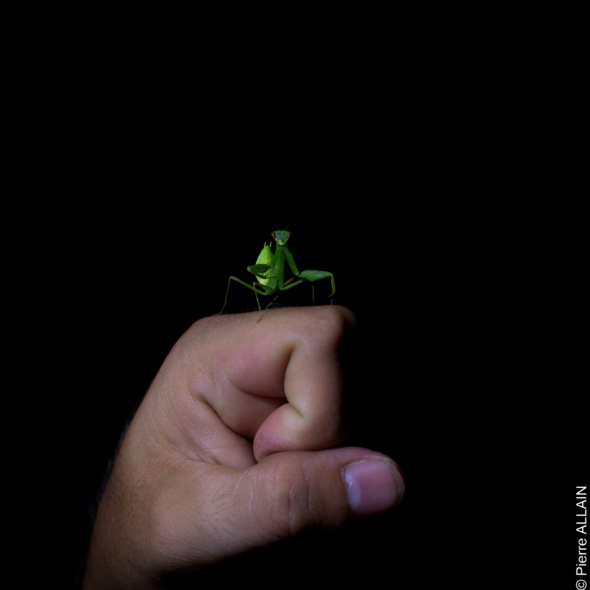 Biodiversity in its Rio Shilcayo environment (Tarapoto, San Martin, Peru, Amazon at night)