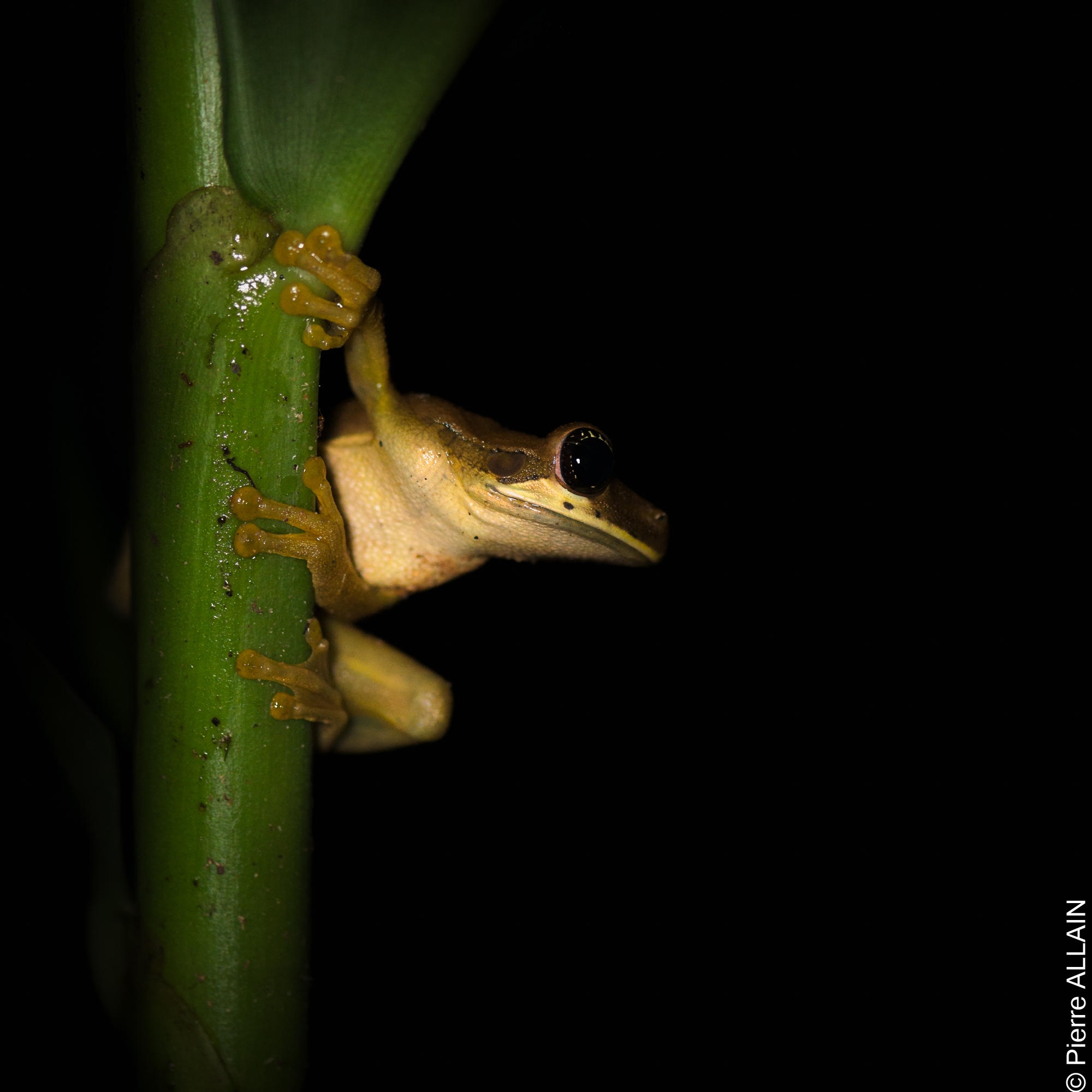 Biodiversité dans son environnement de la Rio Shilcayo (Tarapoto, San Martin, Pérou, Amazonie de nuit)