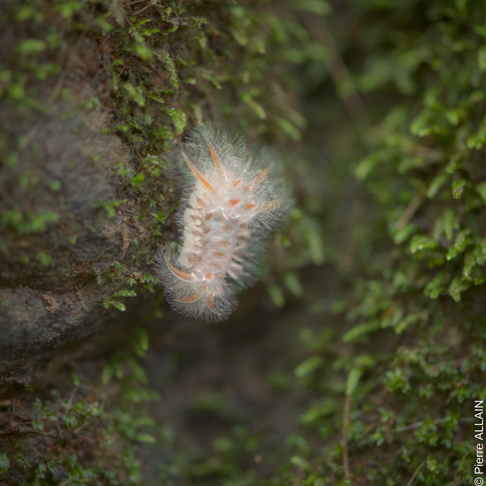 Biodiversité dans son environnement de la Rio Shilcayo (Tarapoto, San Martin, Pérou, Amazonie)
