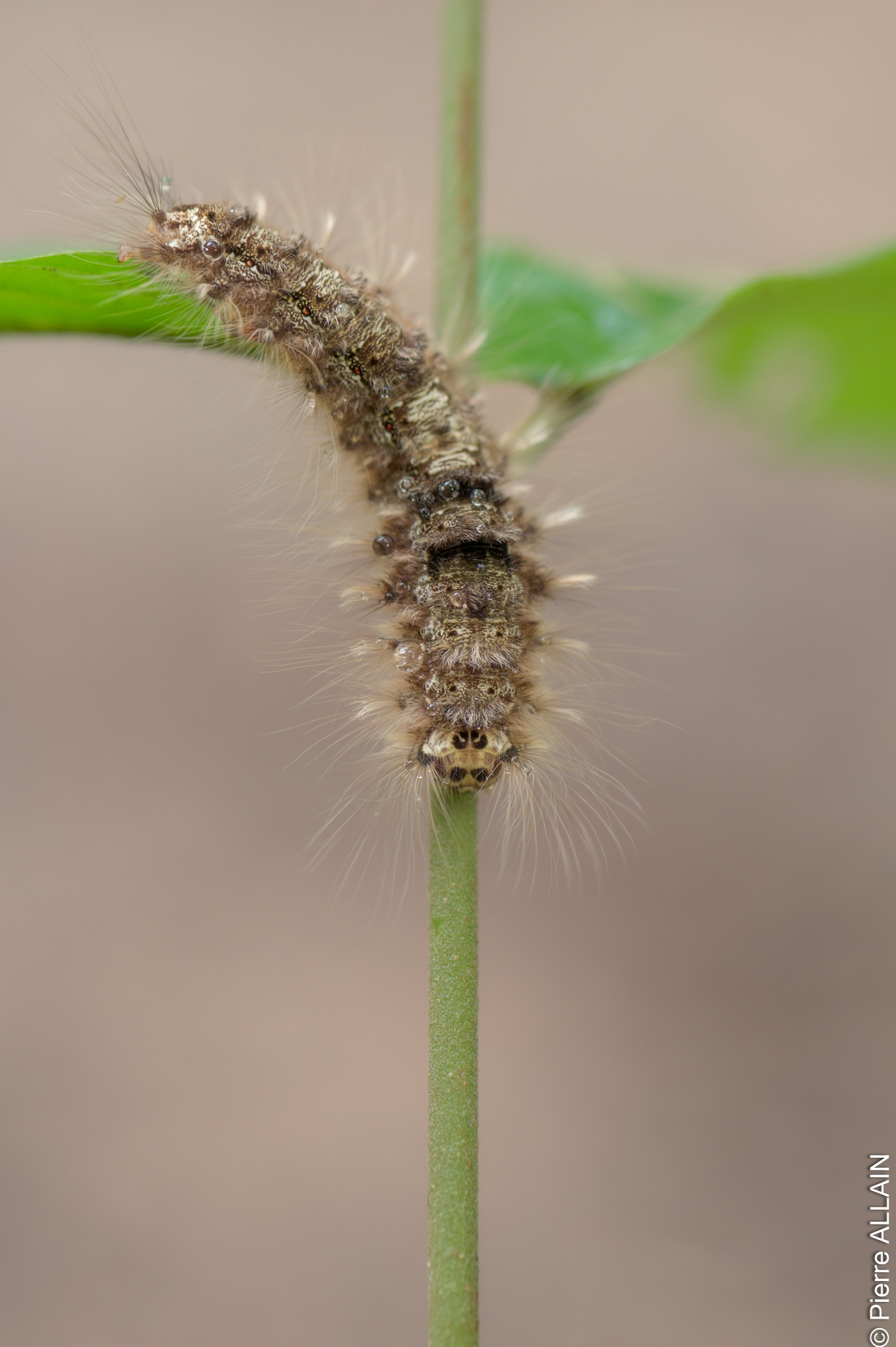 Biodiversity in its environment of the Rio Shilcayo (Tarapoto, San Martin, Peru, Amazon)