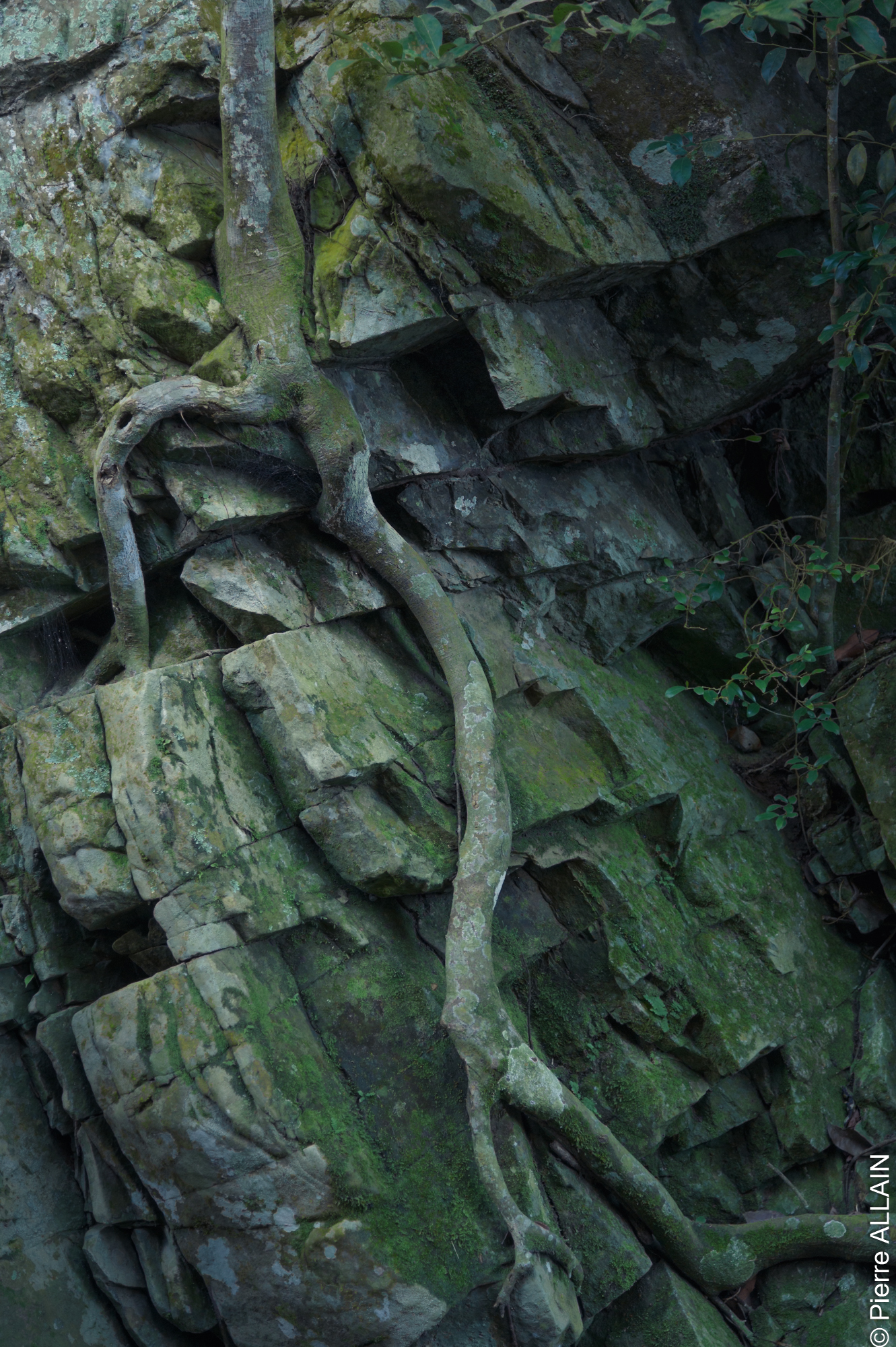 Flora (tree root) in its environment in the Alto Shilcayo reserve (Tarapoto, San Martin, Peru)