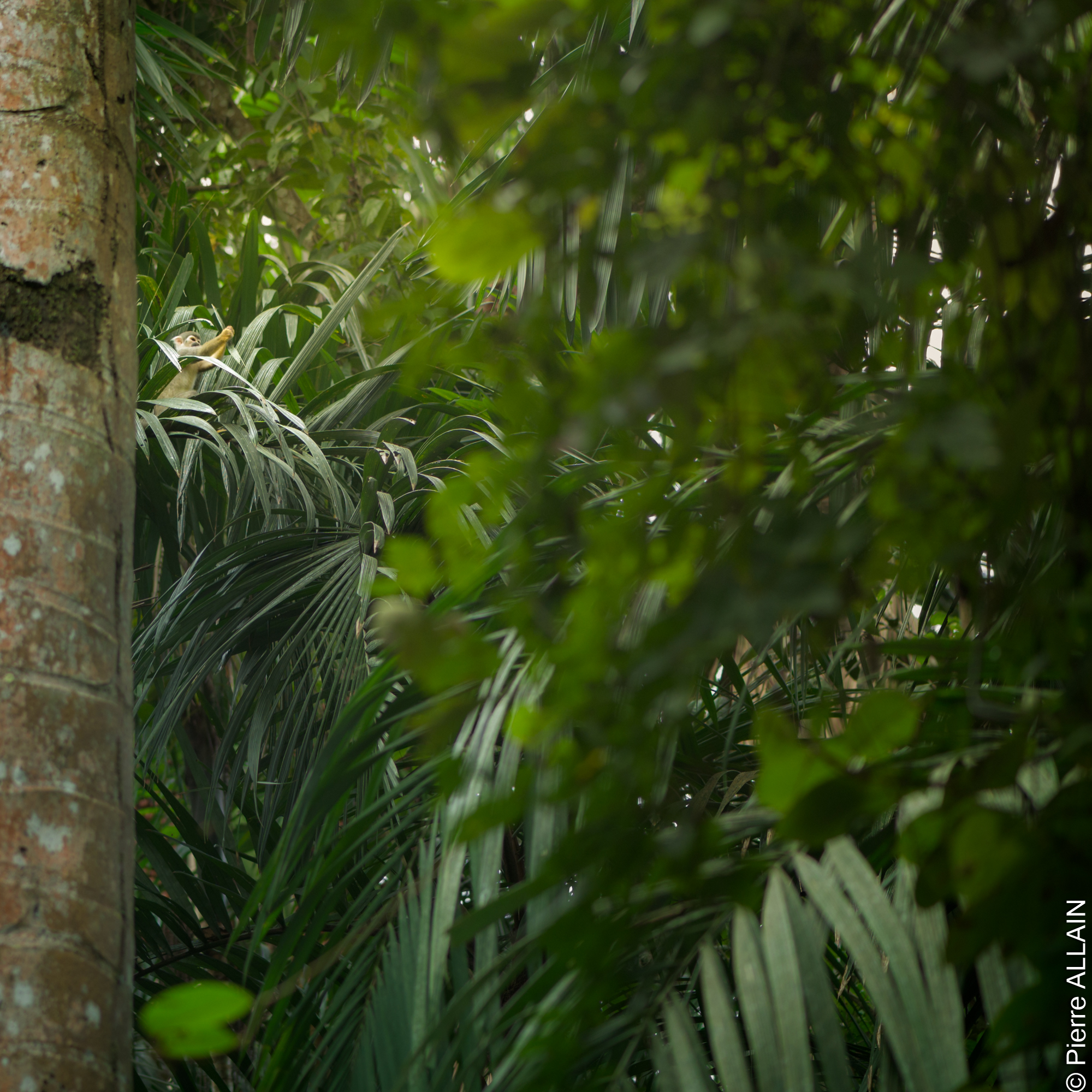 Biodiversity in its environment of the Rio Shilcayo (Tarapoto, San Martin, Peru, Amazon)