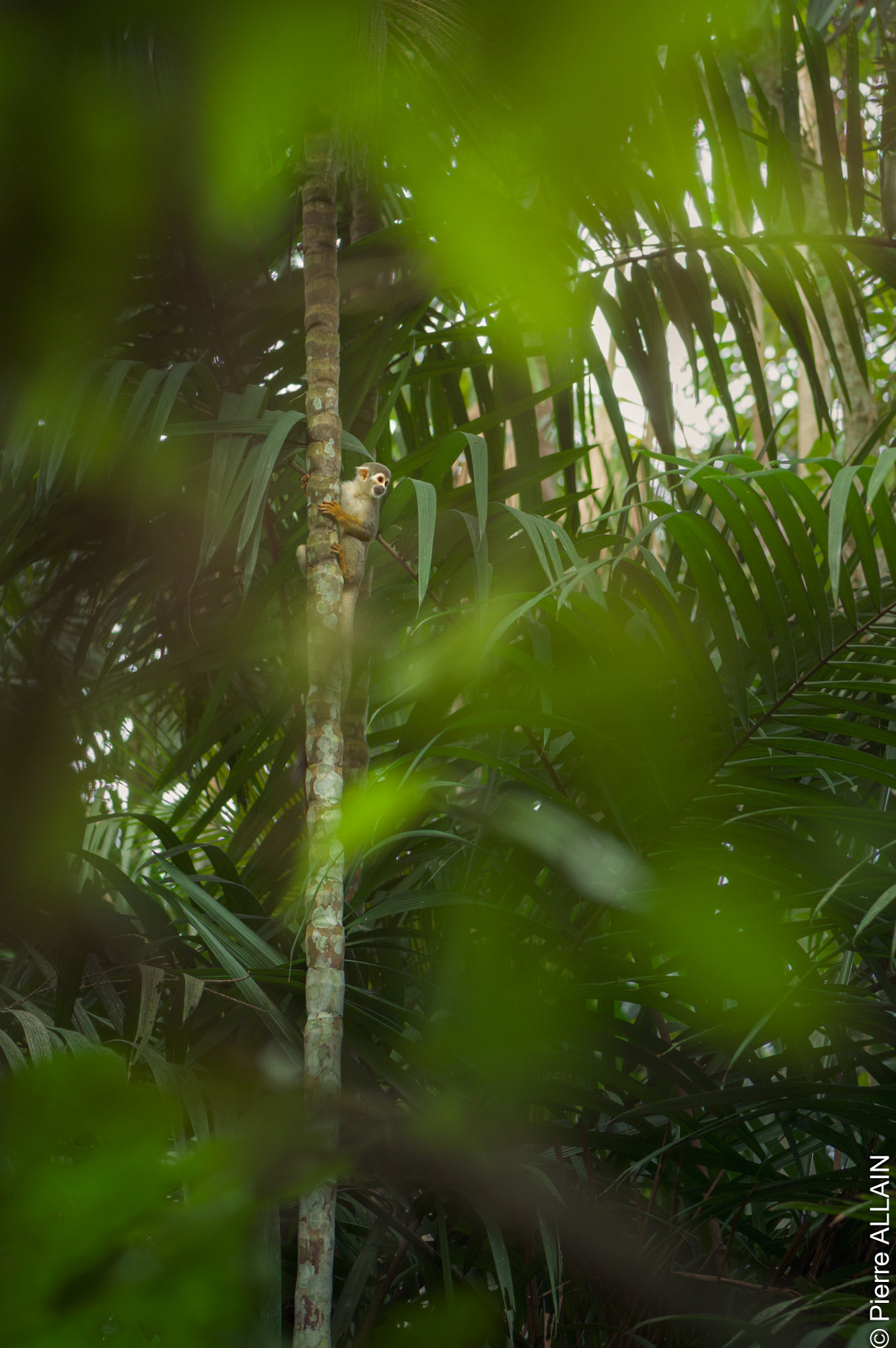 Biodiversidad en su entorno del río Shilcayo (Tarapoto, San Martín, Perú, Amazonía)