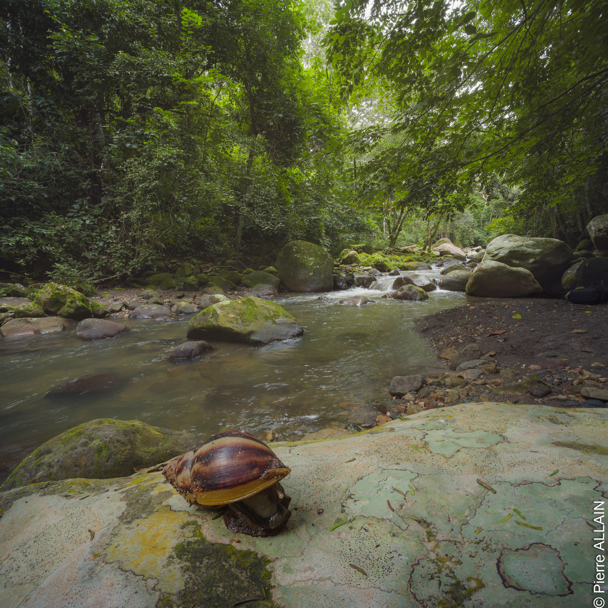 Biodiversité dans son environnement de la Rio Shilcayo (Tarapoto, San Martin, Pérou)