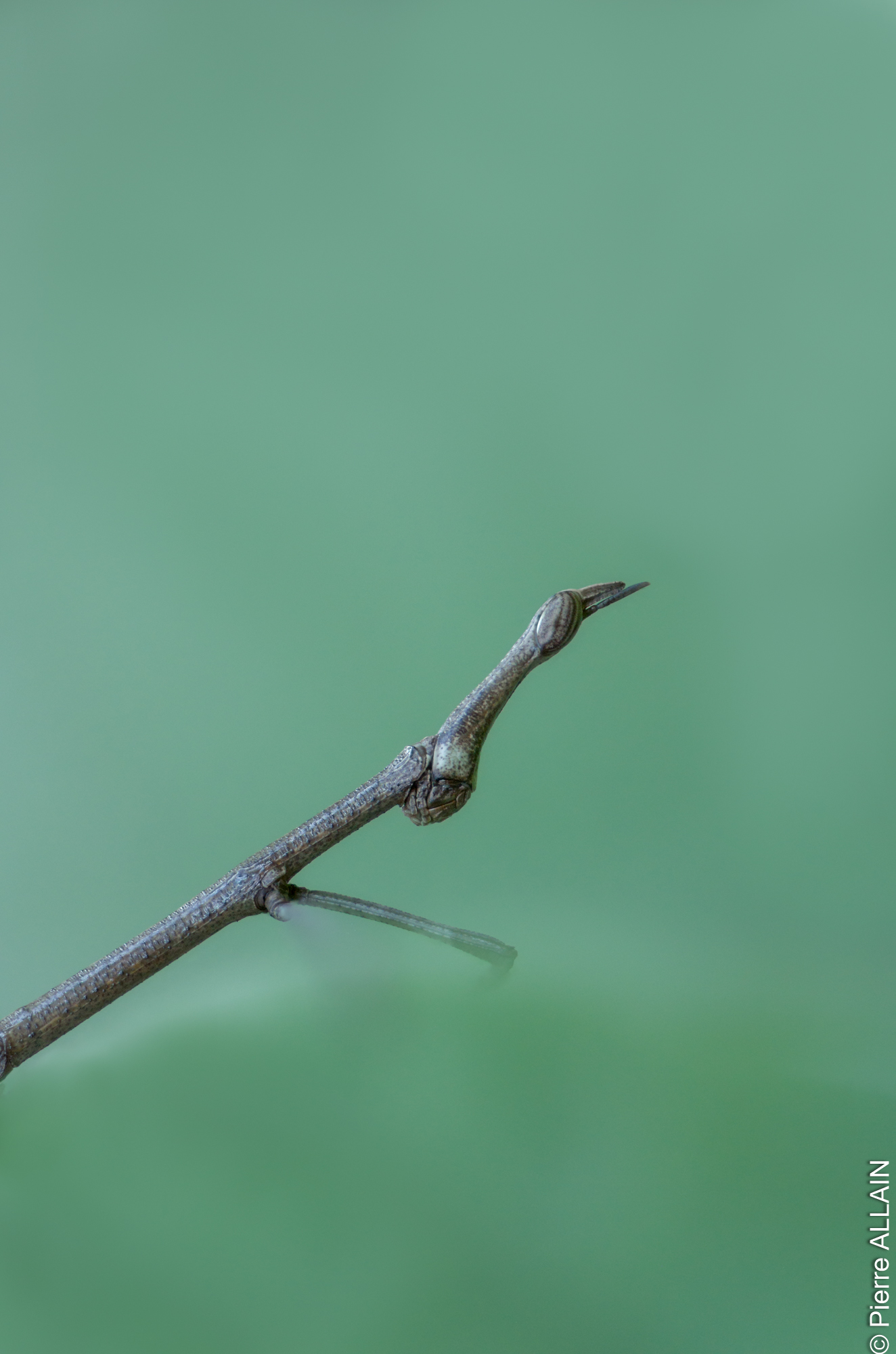 Biodiversity in its environment of the Rio Shilcayo (Tarapoto, San Martin, Peru, Amazon)