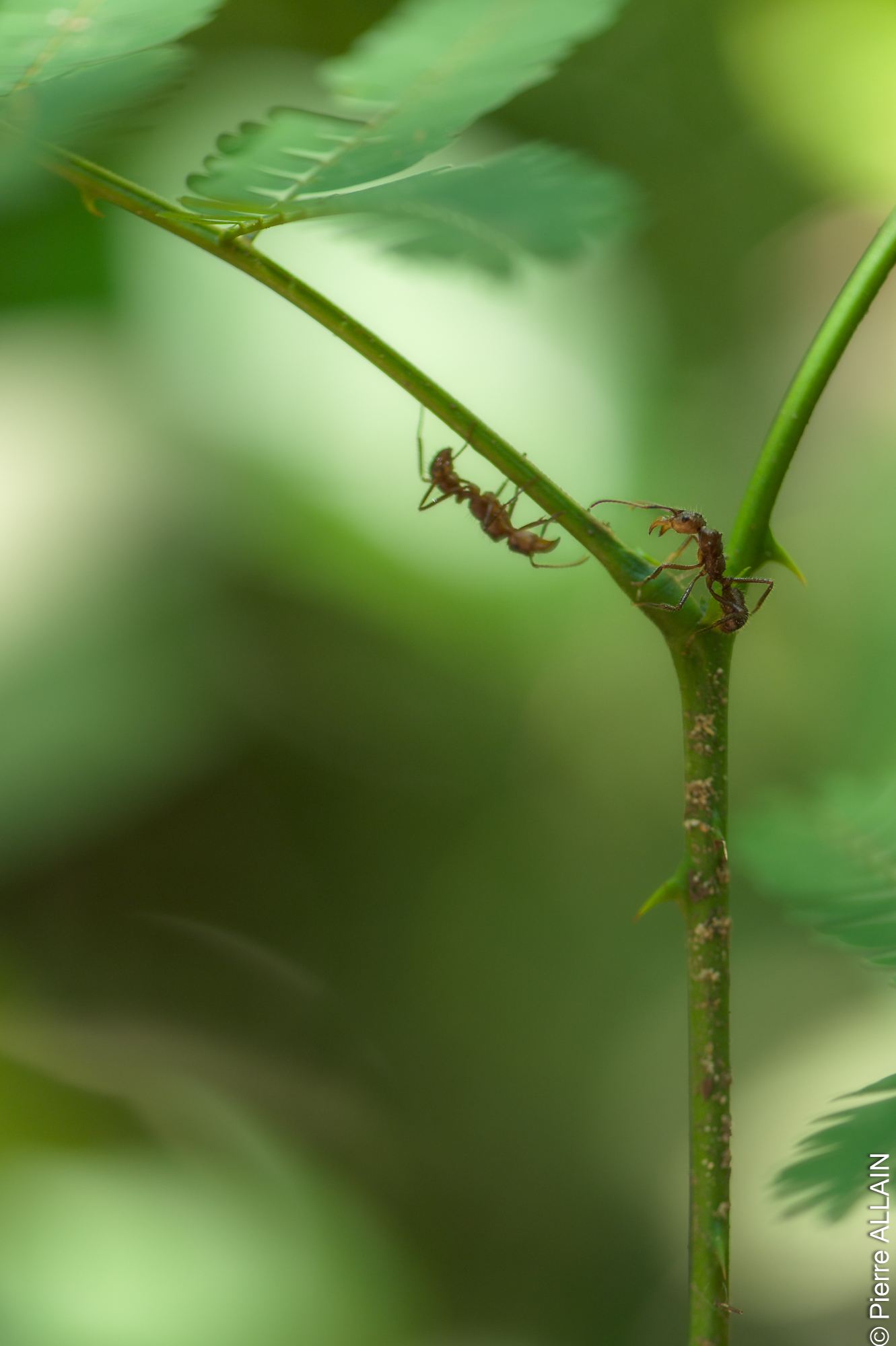 Biodiversidad en su entorno del río Shilcayo (Tarapoto, San Martín, Perú, Amazonía)
