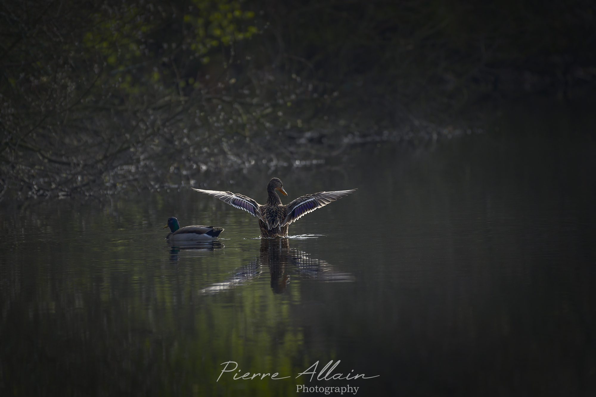 Photographie animalière de la faune locale. Photographie artistique d'un couple de col-vert s'éttirant les ailes le matin (Morbihan, Bretagne France) Ornithologie et nature