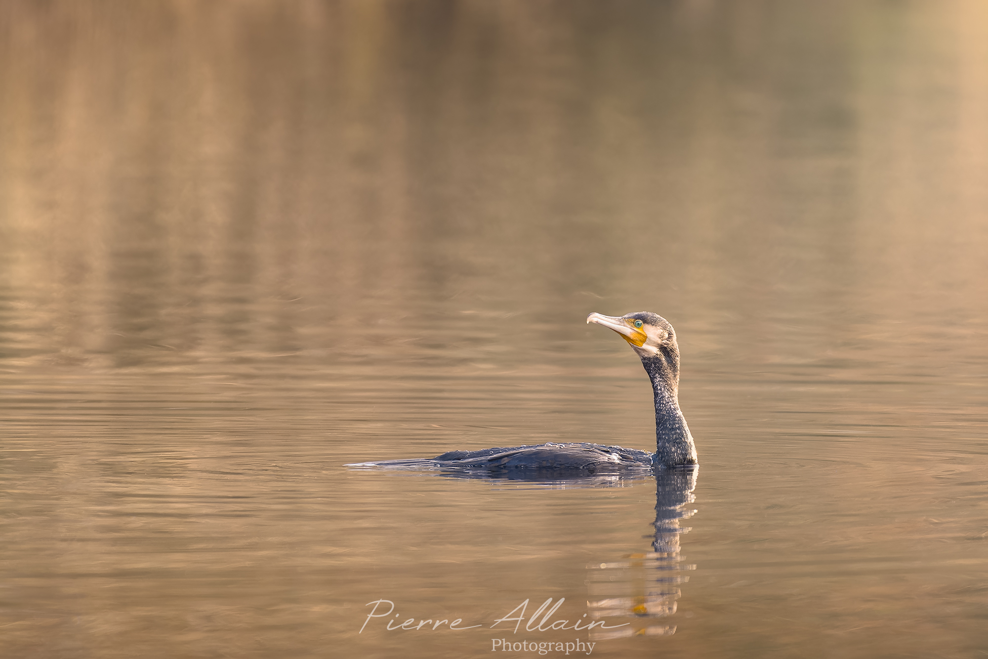 Photographie animalière de la faune locale. Photographie artistique d'un cormoran sur fond de peinture (Morbihan, Bretagne France) Ornithologie et nature