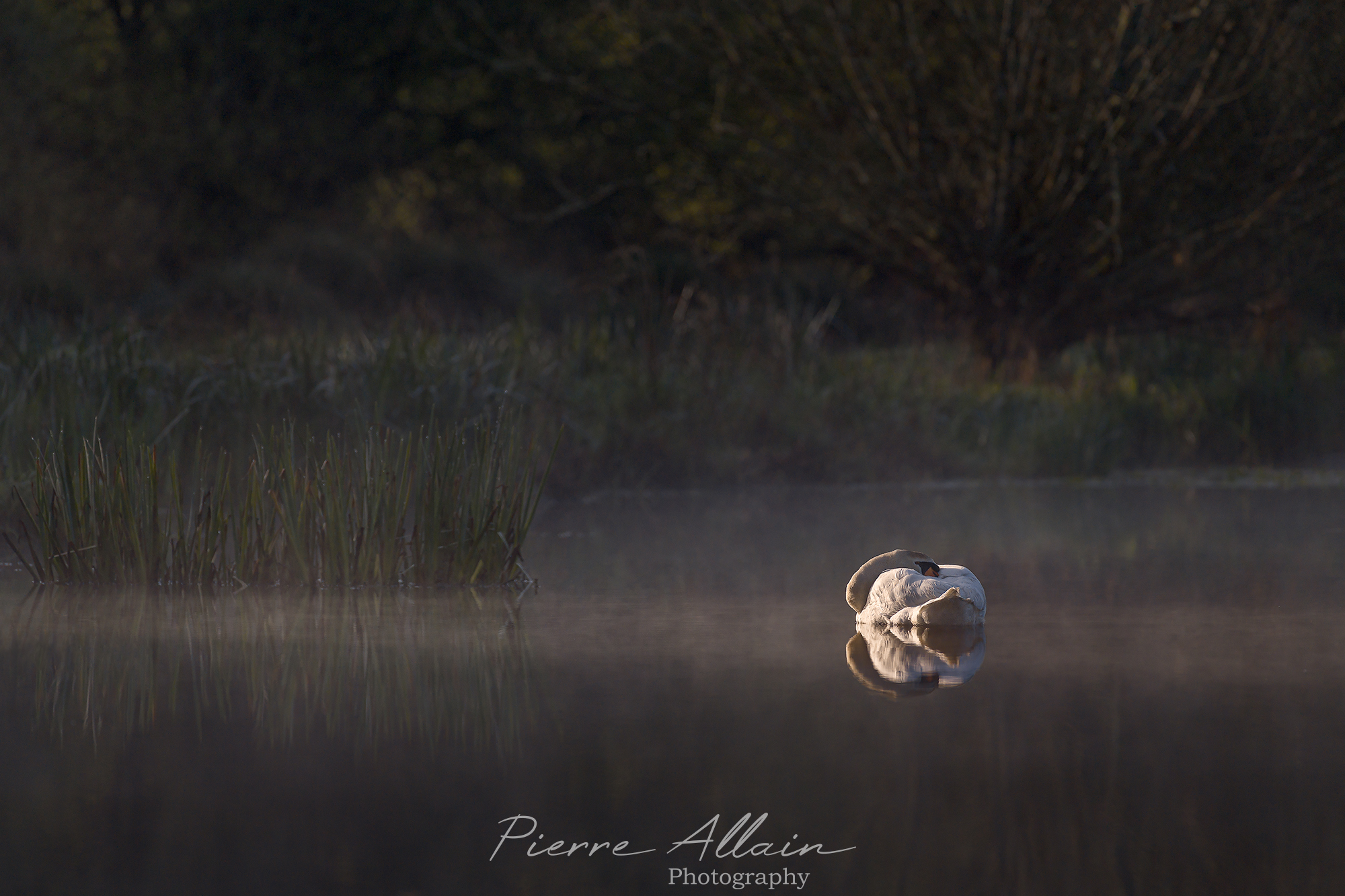 Photographie animalière d'un cygne dormant sur l'eau dans une ambiance chaude du lever du soleil dans le Morbihan (Bretagne, France)