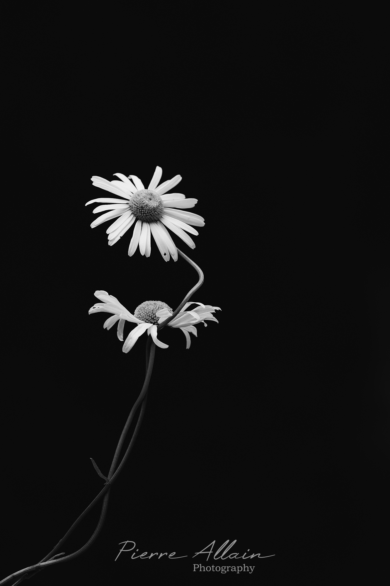 Photographie en noir et blanc de deux fleurs entremelées. Proxyphotographie artistique ayant gagné le prix honorable du monochrome photography Awards